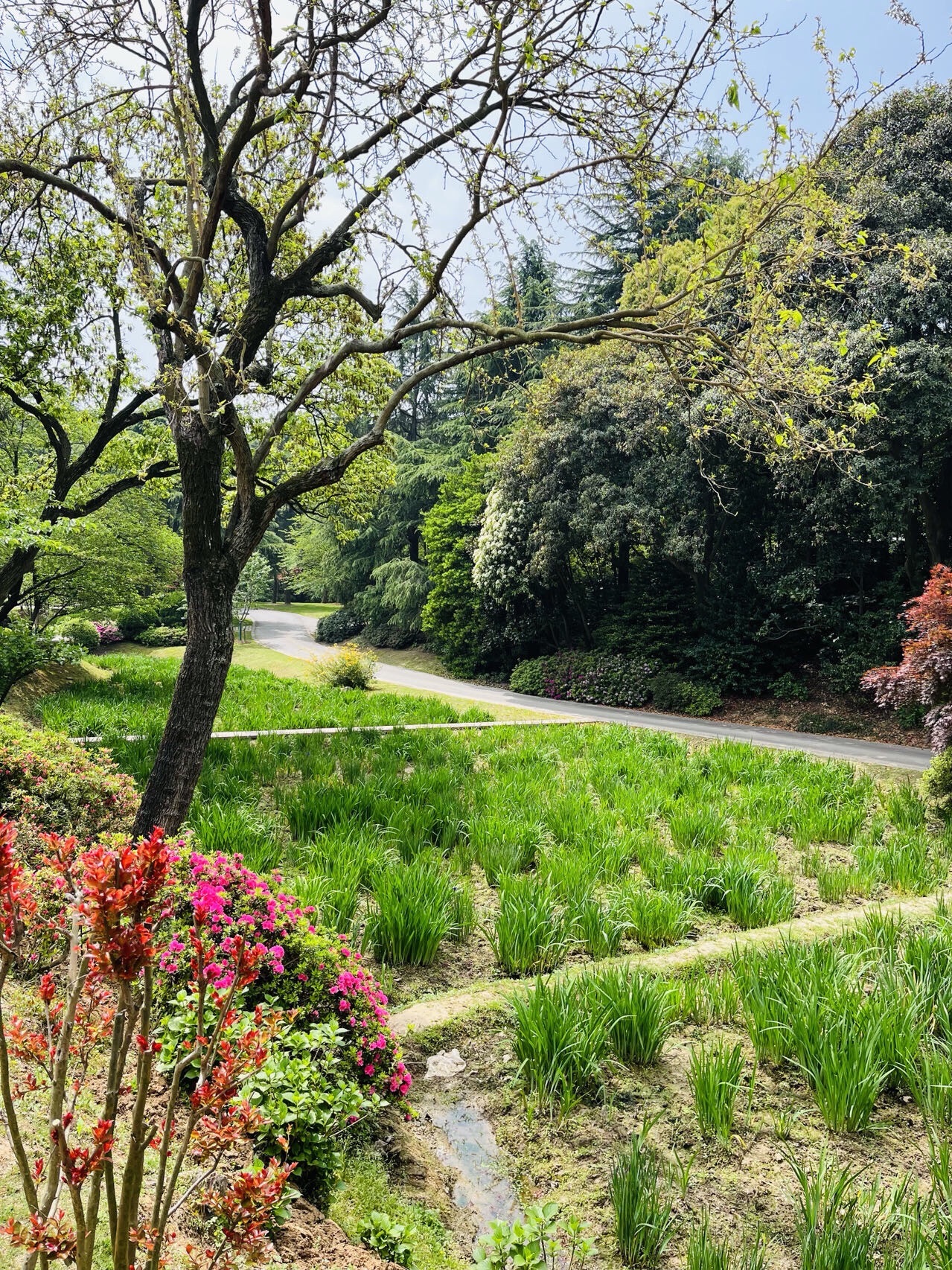 太湖鼋头渚风景区-花菖蒲园