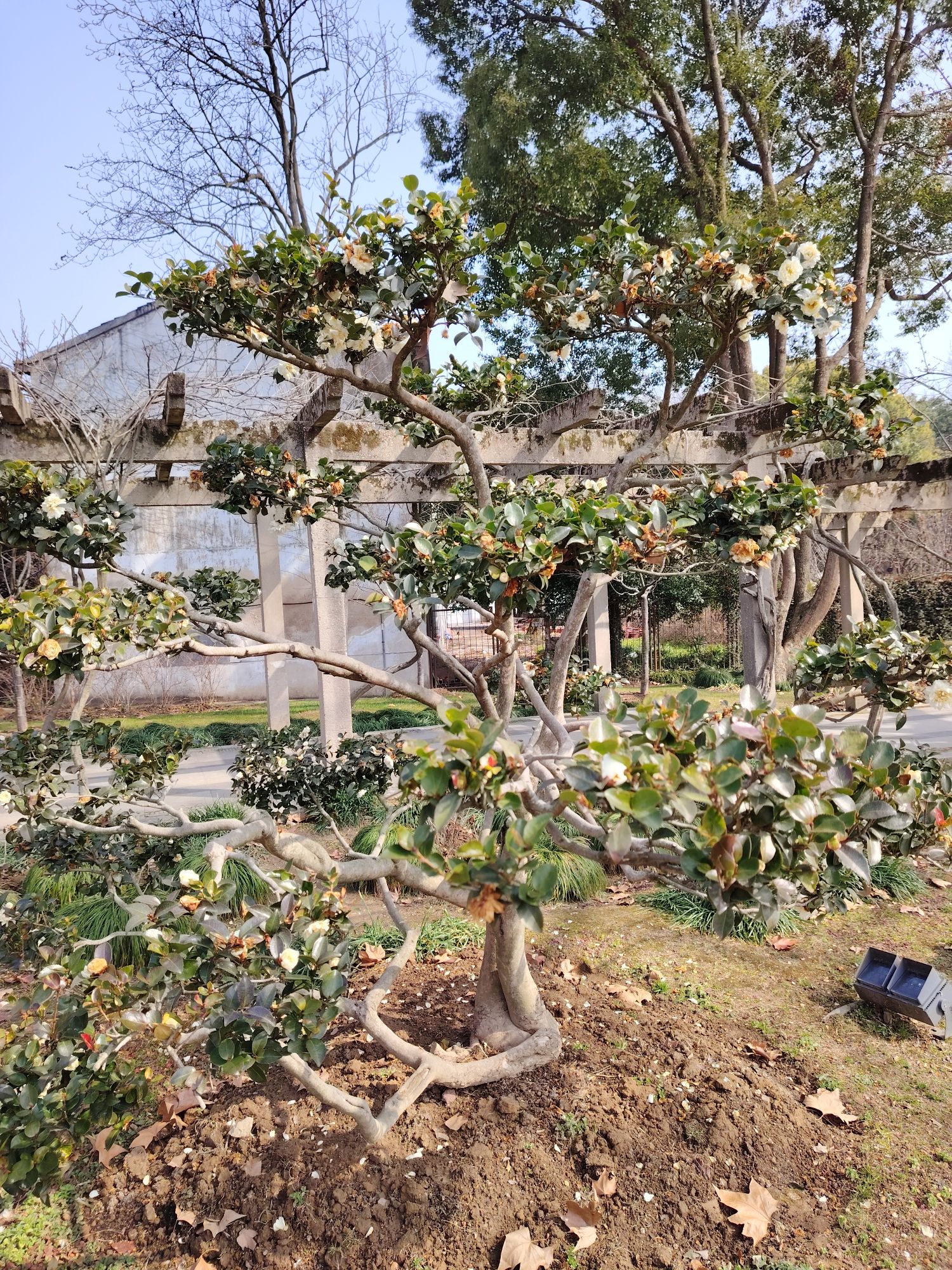 太湖鼋头渚风景区-太湖观赏植物园