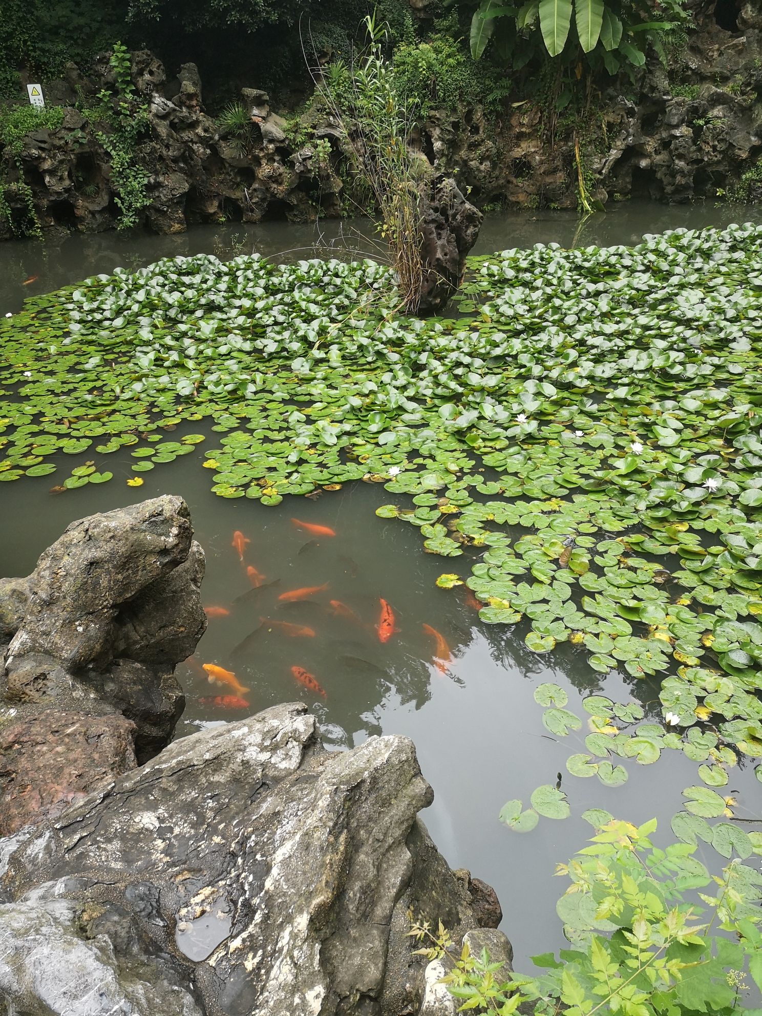 伯先公园旅行图片 2