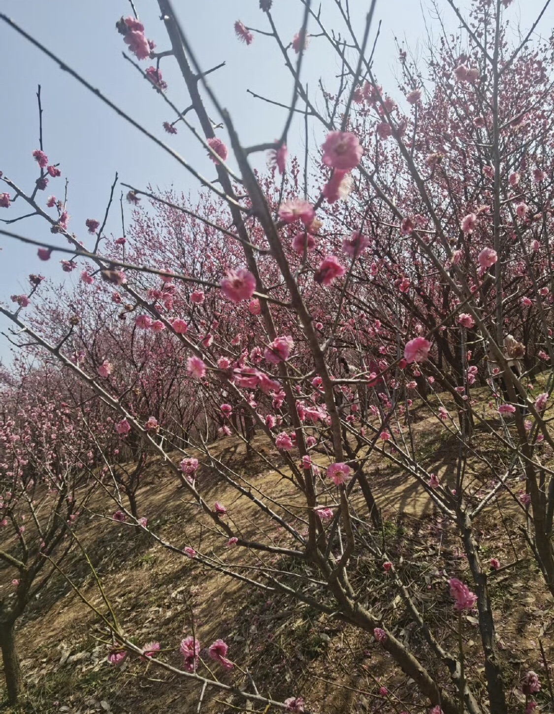 丹阳市人民公园