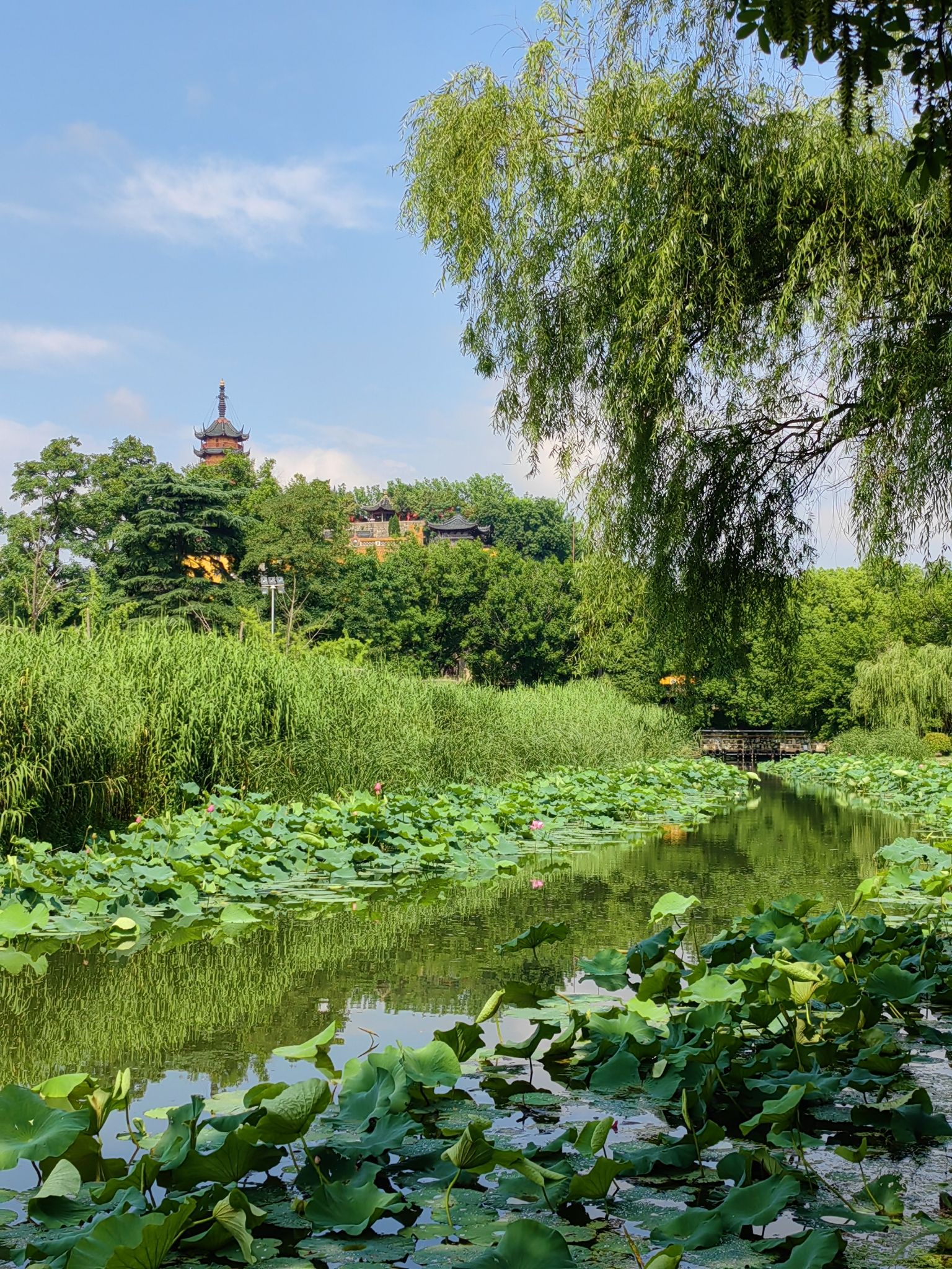 金山公园-百花洲公园