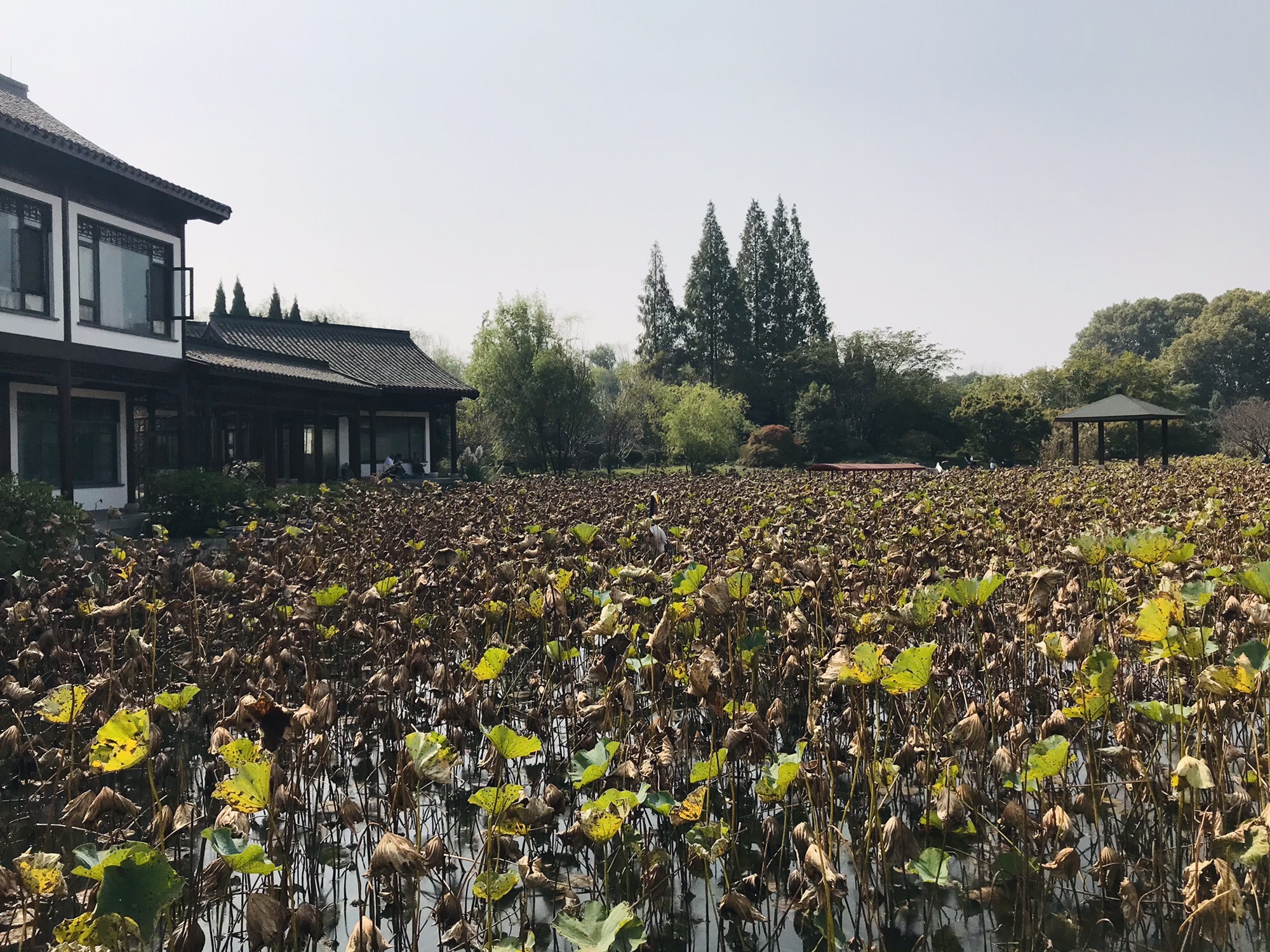 焦山景区-鹤园