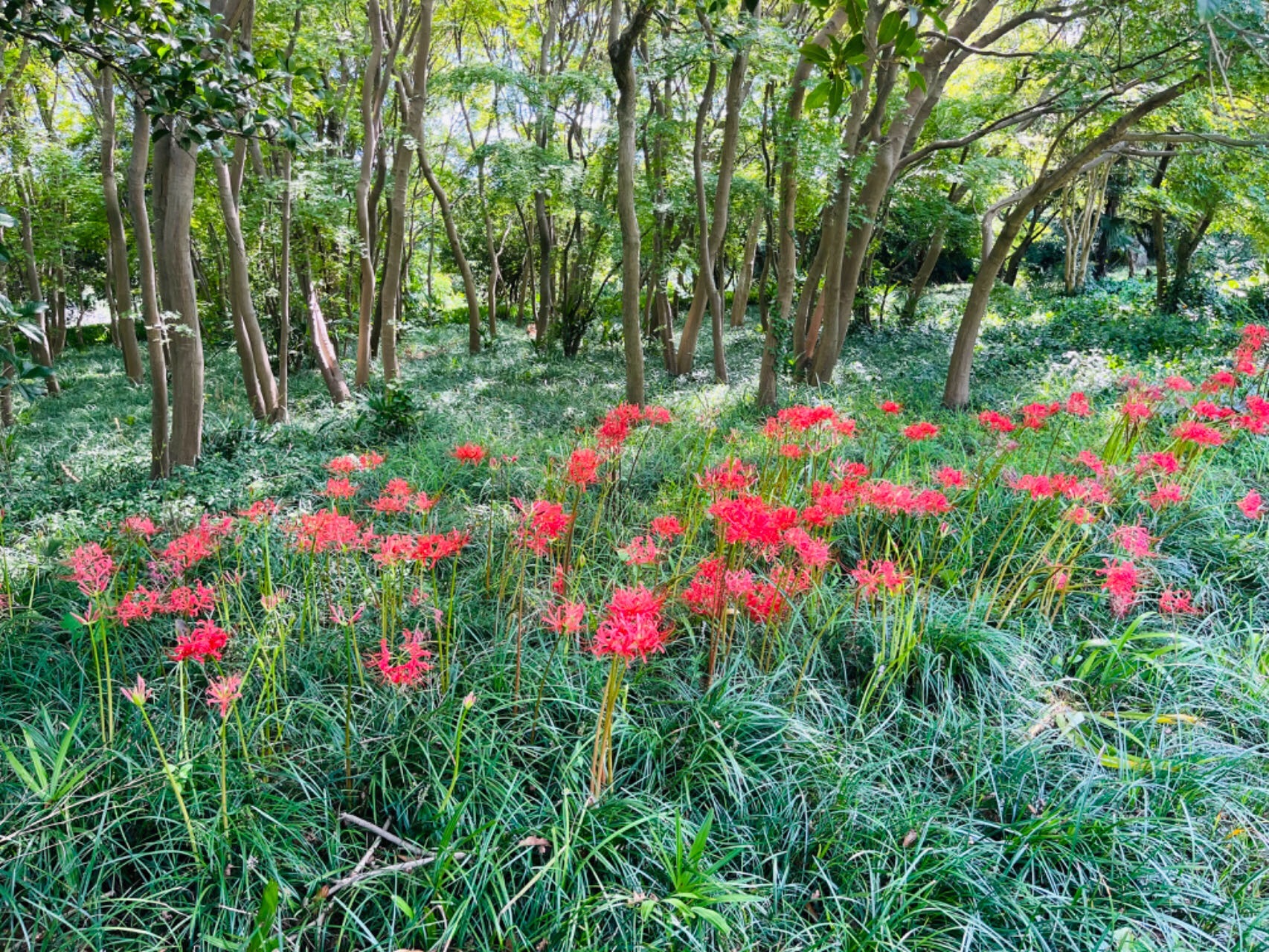 荷花池