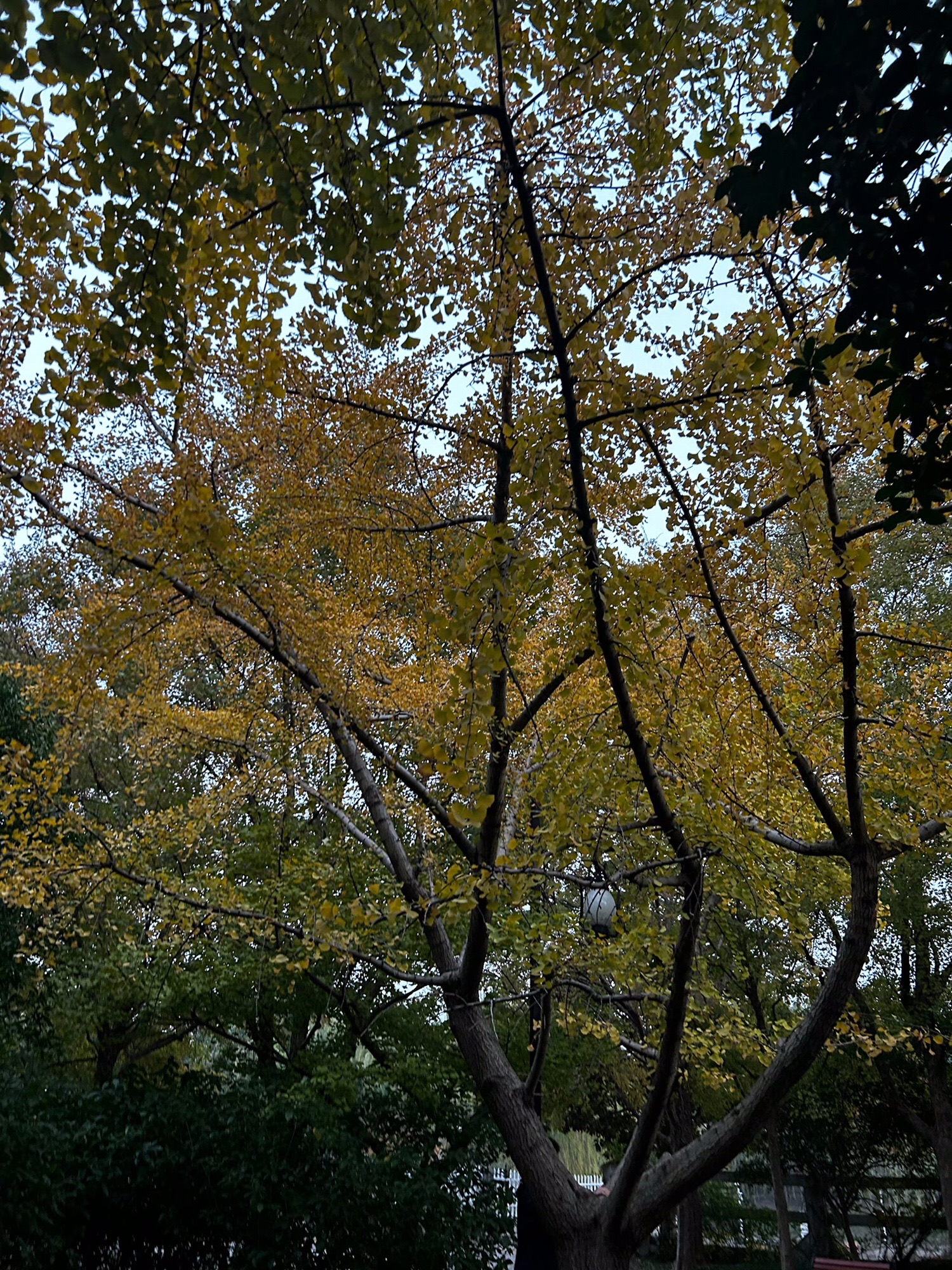 苏州市桂花公园旅行图片 2