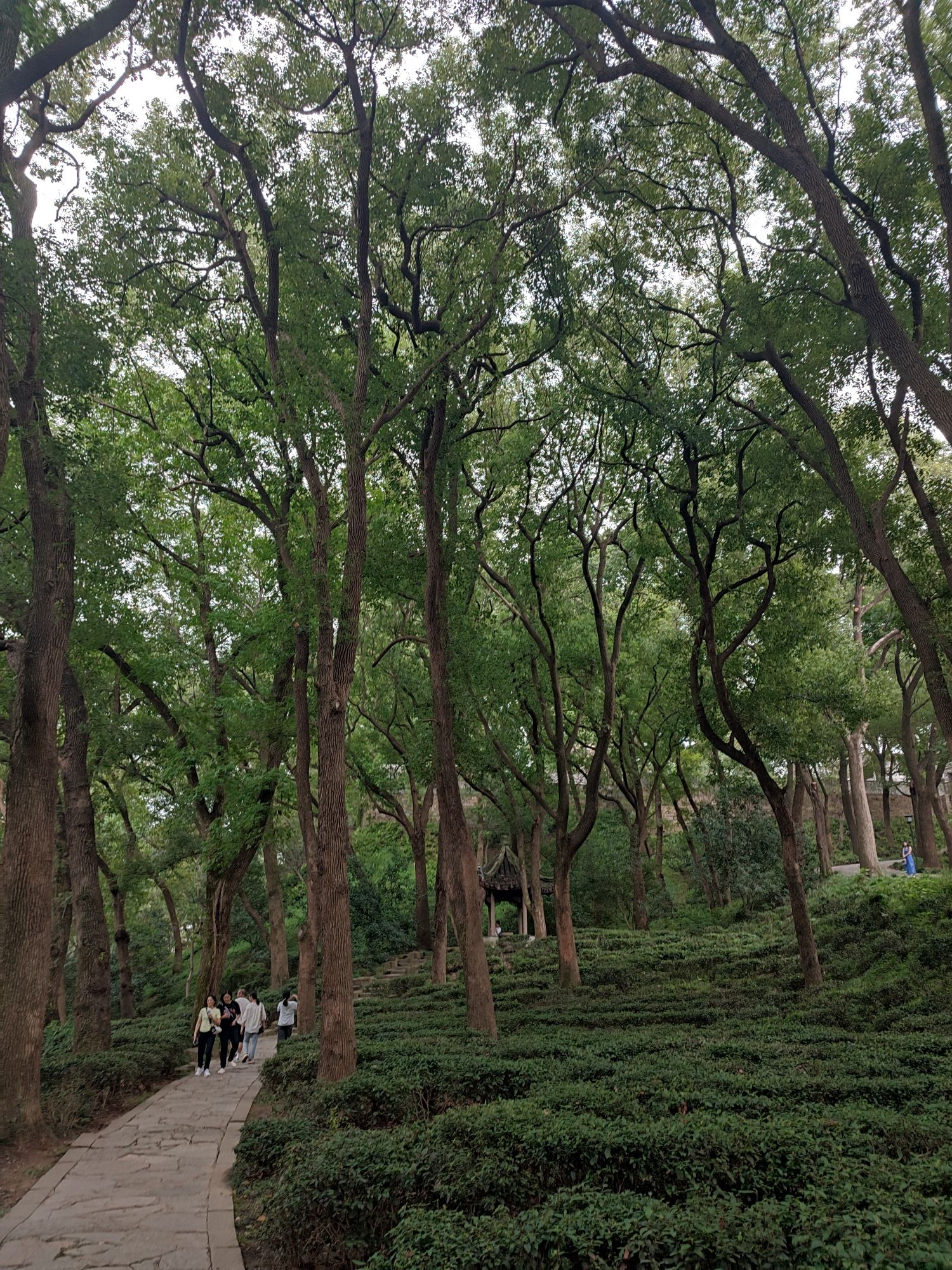 虎丘山风景区旅行图片 3
