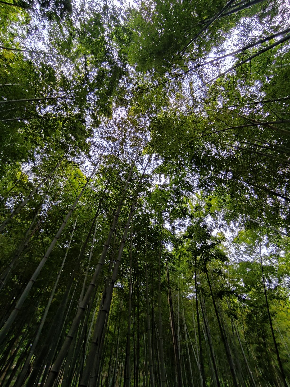 虎丘山风景区旅行图片 2