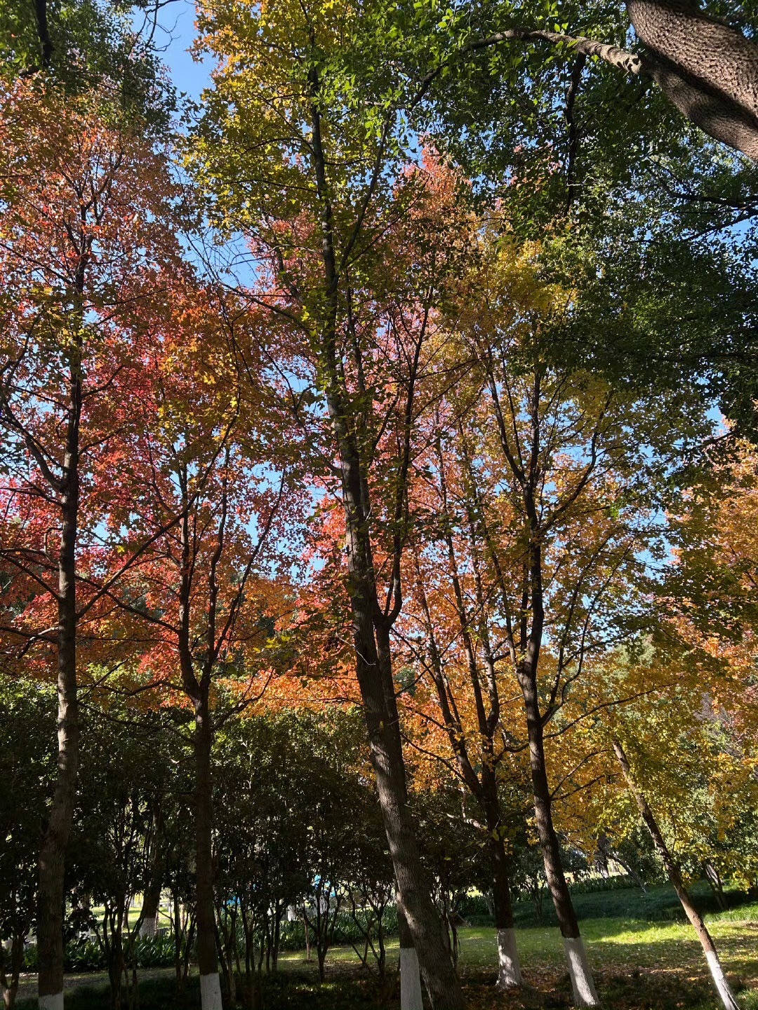 中央公园旅行图片 1