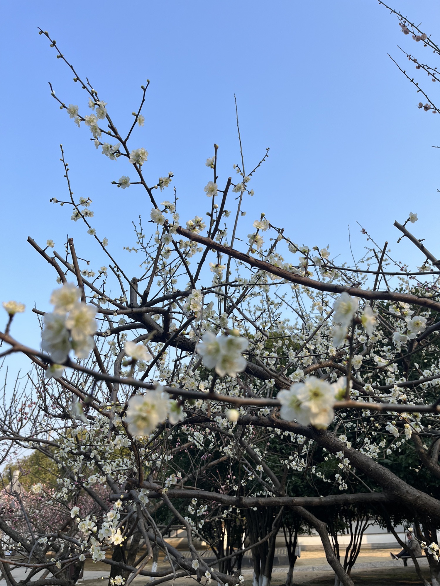聚沙园旅行图片 3