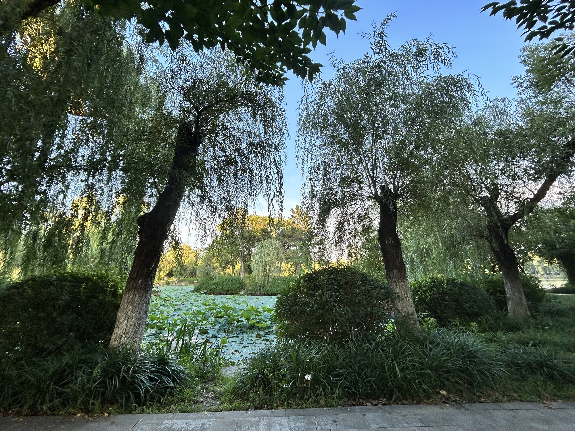 松陵公园旅行图片 2