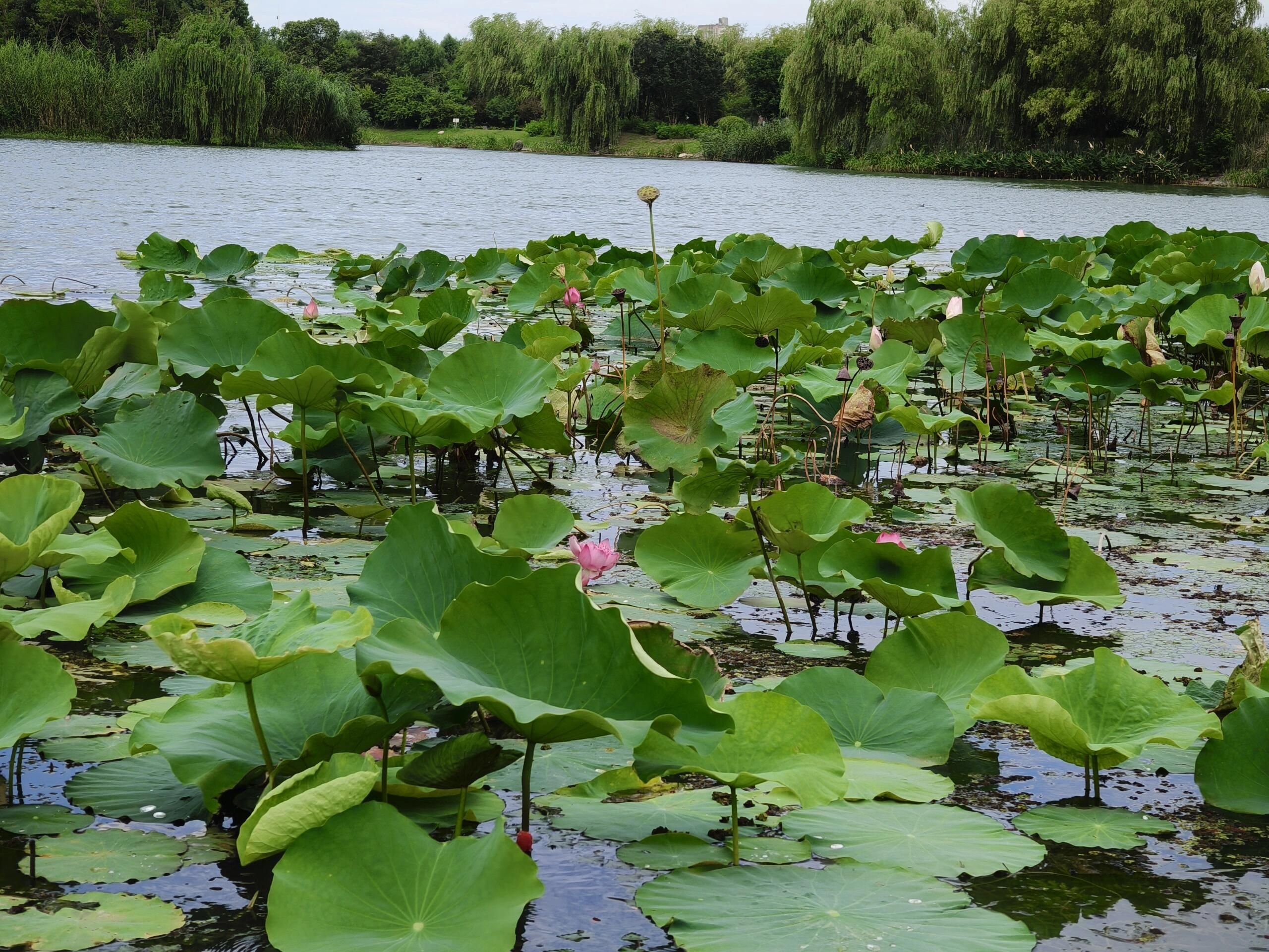 澹台湖公园旅行图片 3