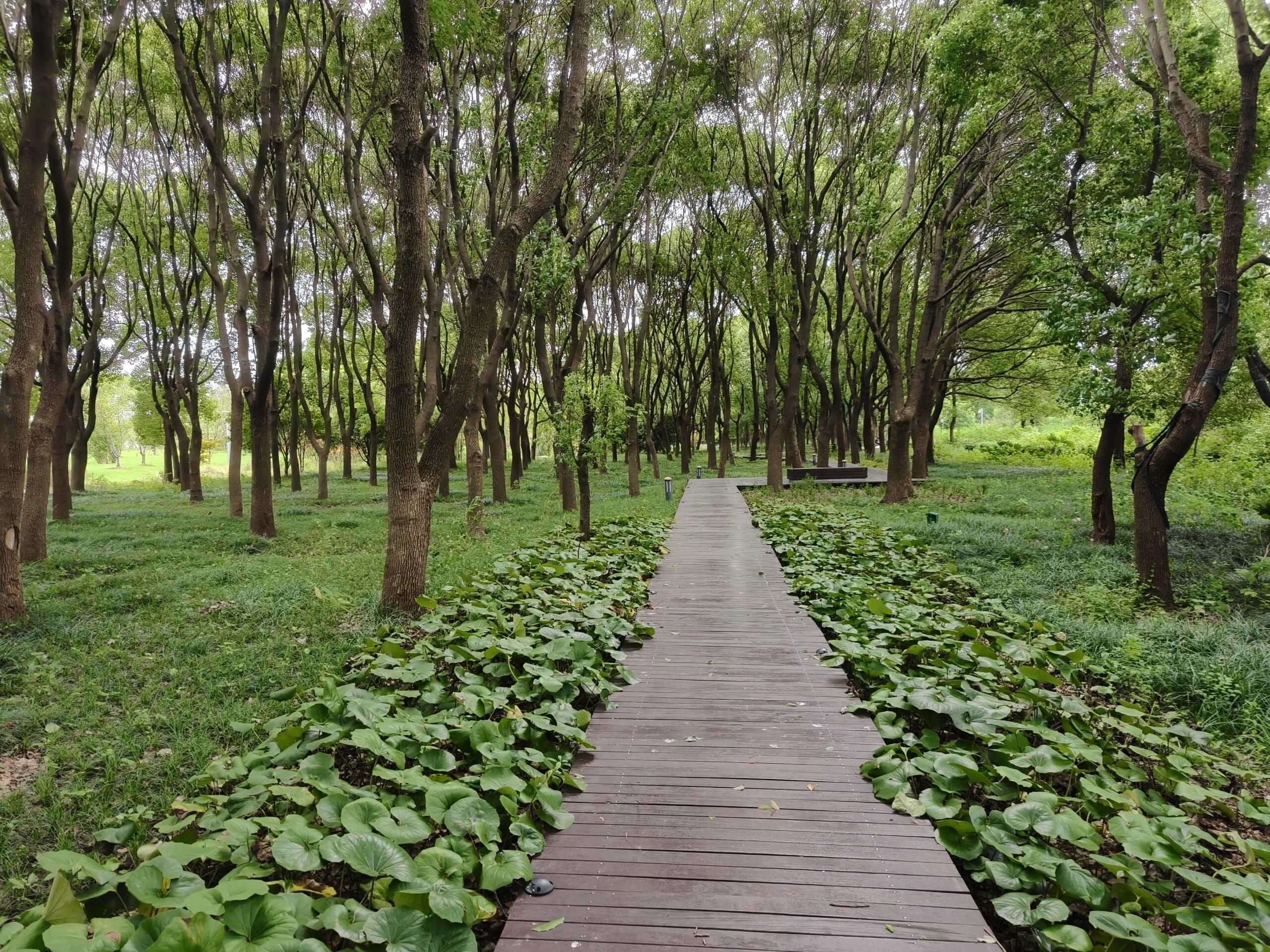 澹台湖公园旅行图片 2