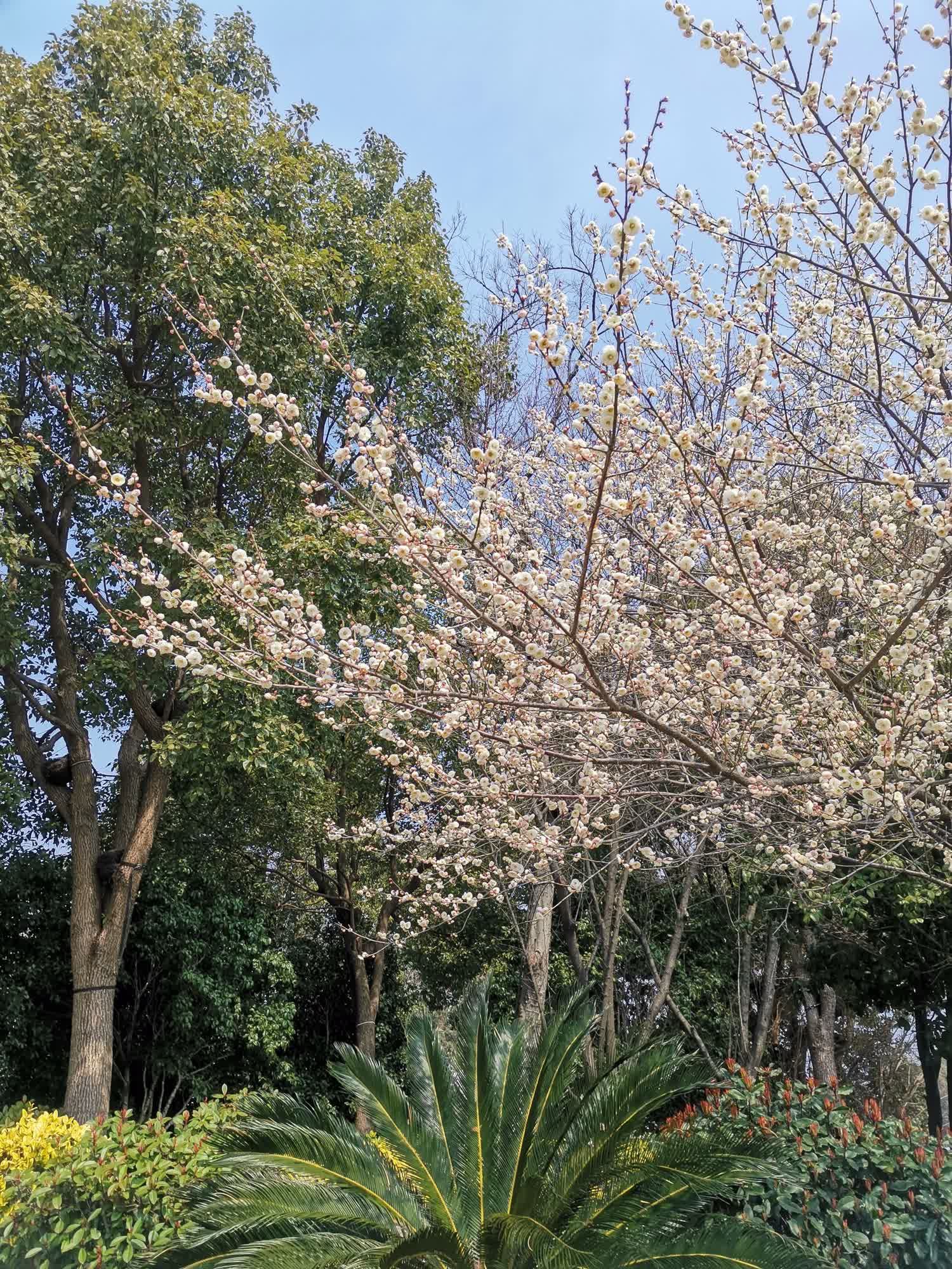苏州同里古镇旅游区旅行图片 2
