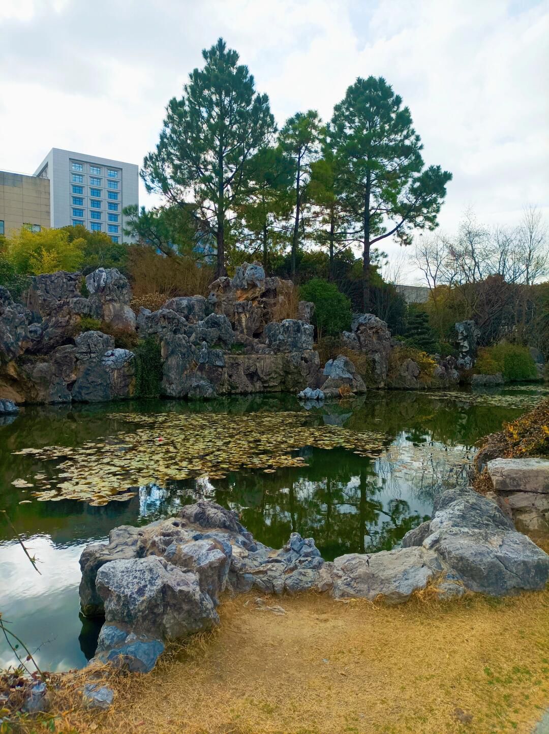桐泾公园旅行图片 1