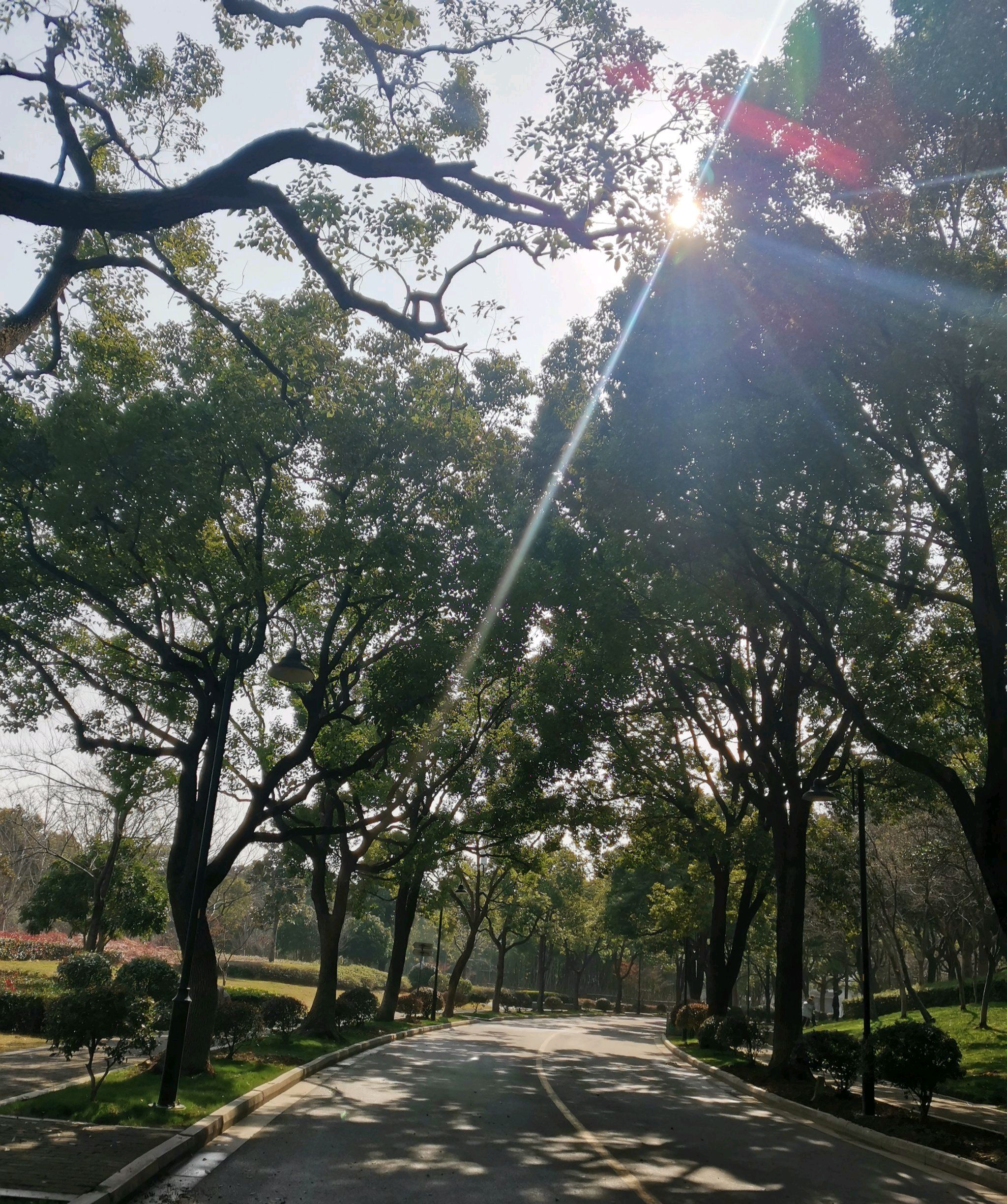 桐泾公园旅行图片 1