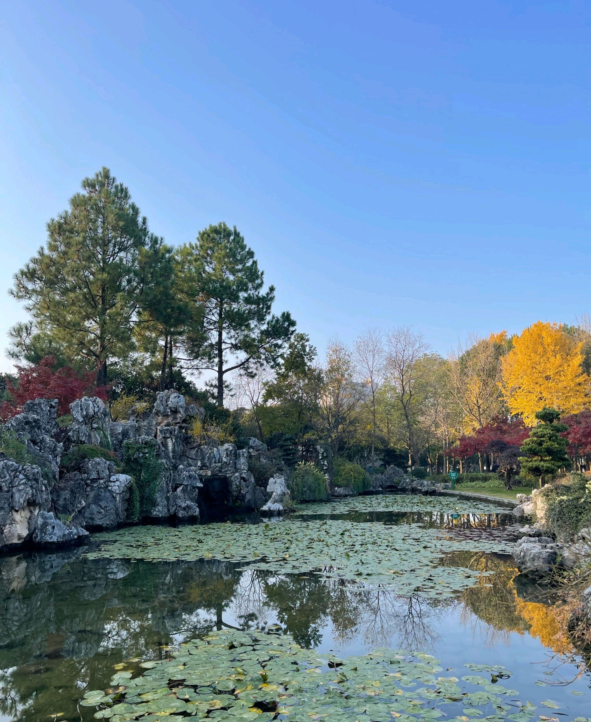 桐泾公园旅行图片 3