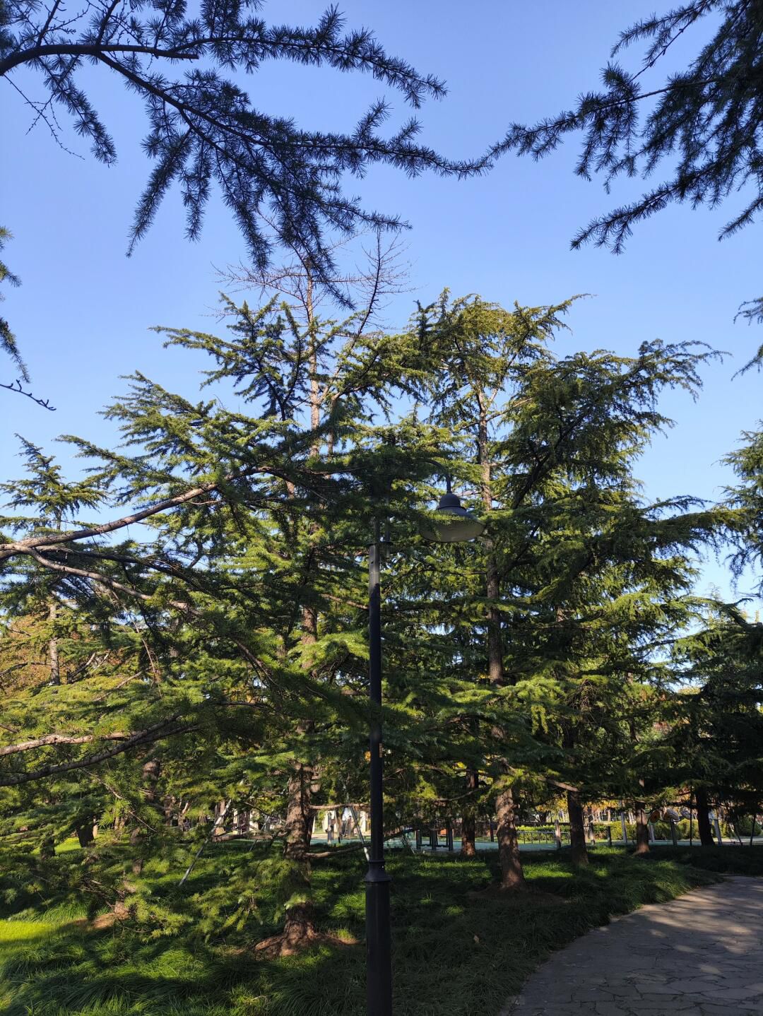 桐泾公园旅行图片 2