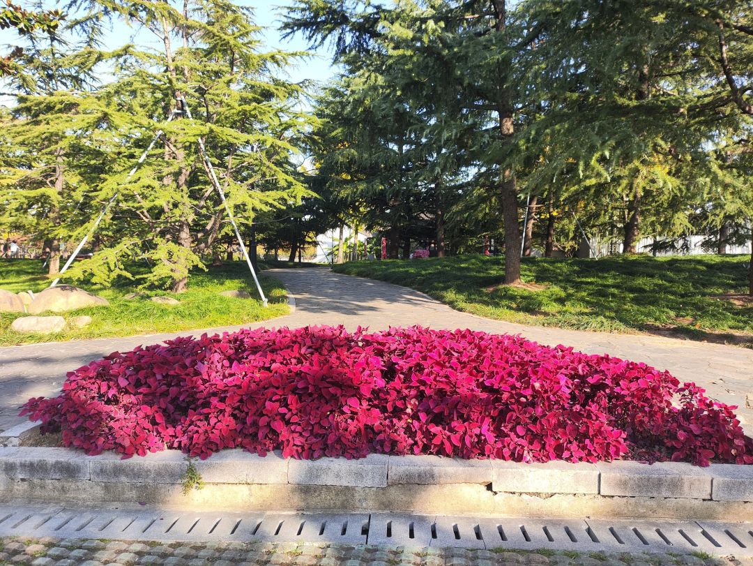 桐泾公园旅行图片 1
