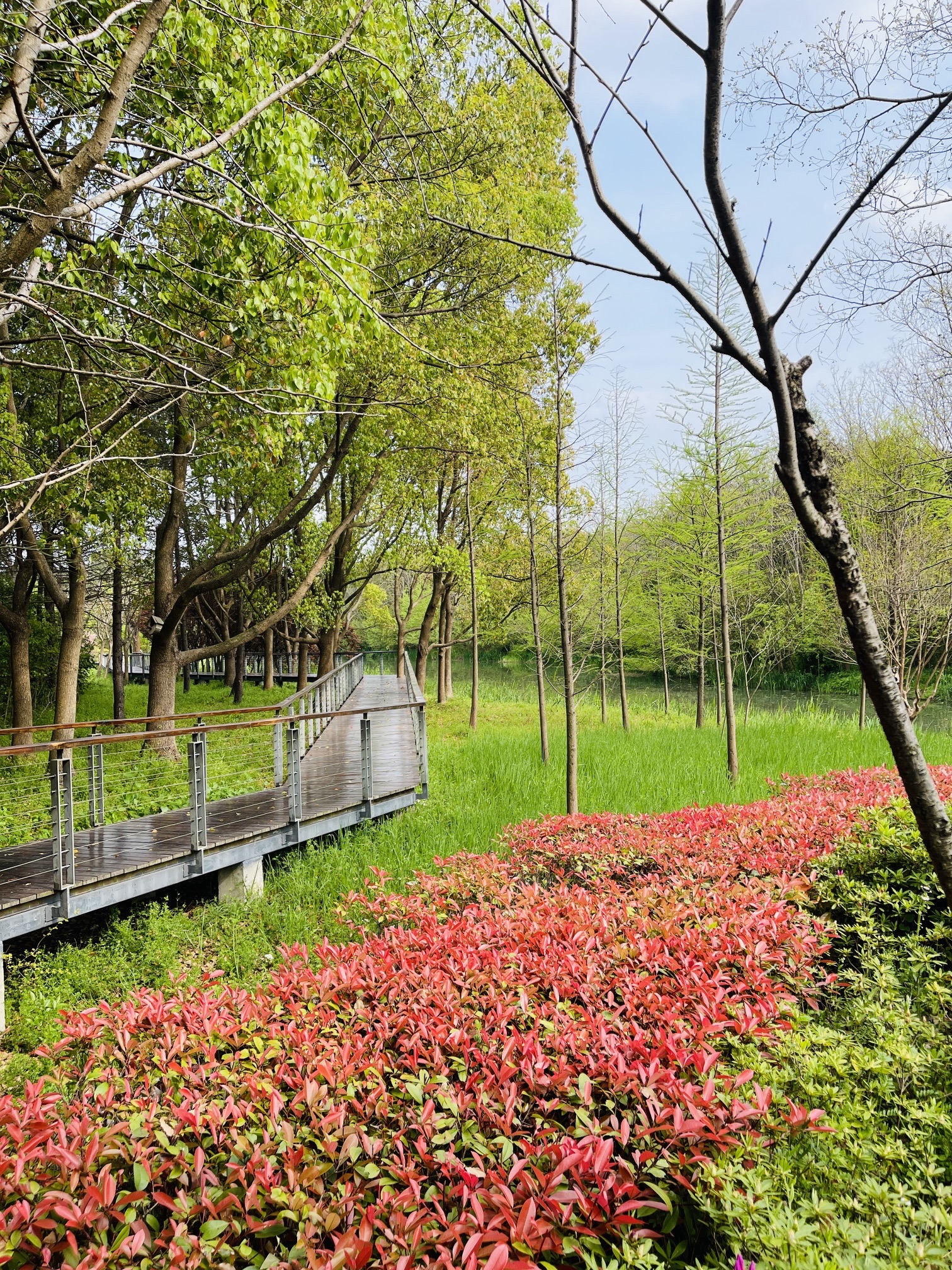 昆山市城市生态森林公园旅行图片 1