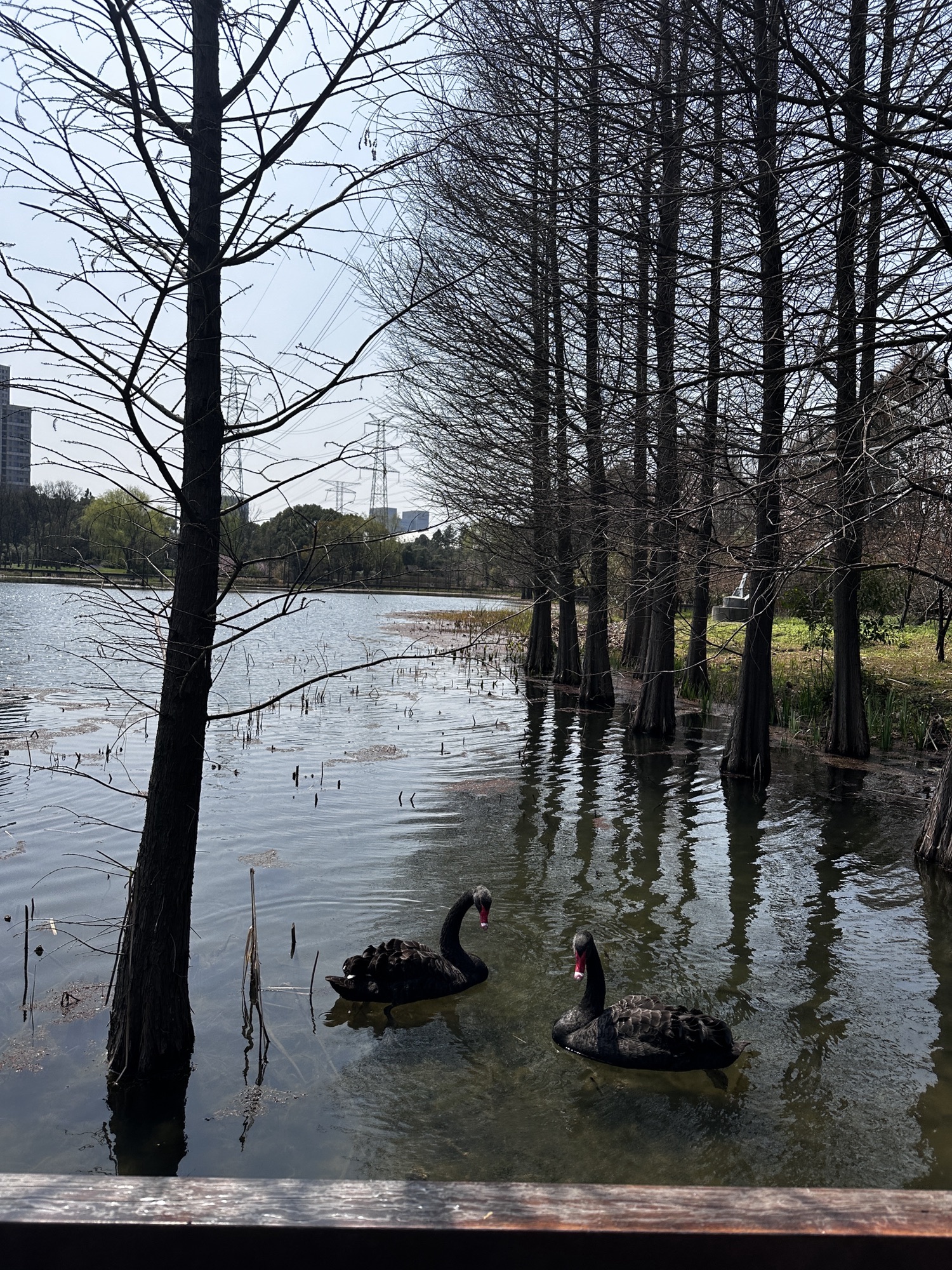 昆山市城市生态森林公园旅行图片 2