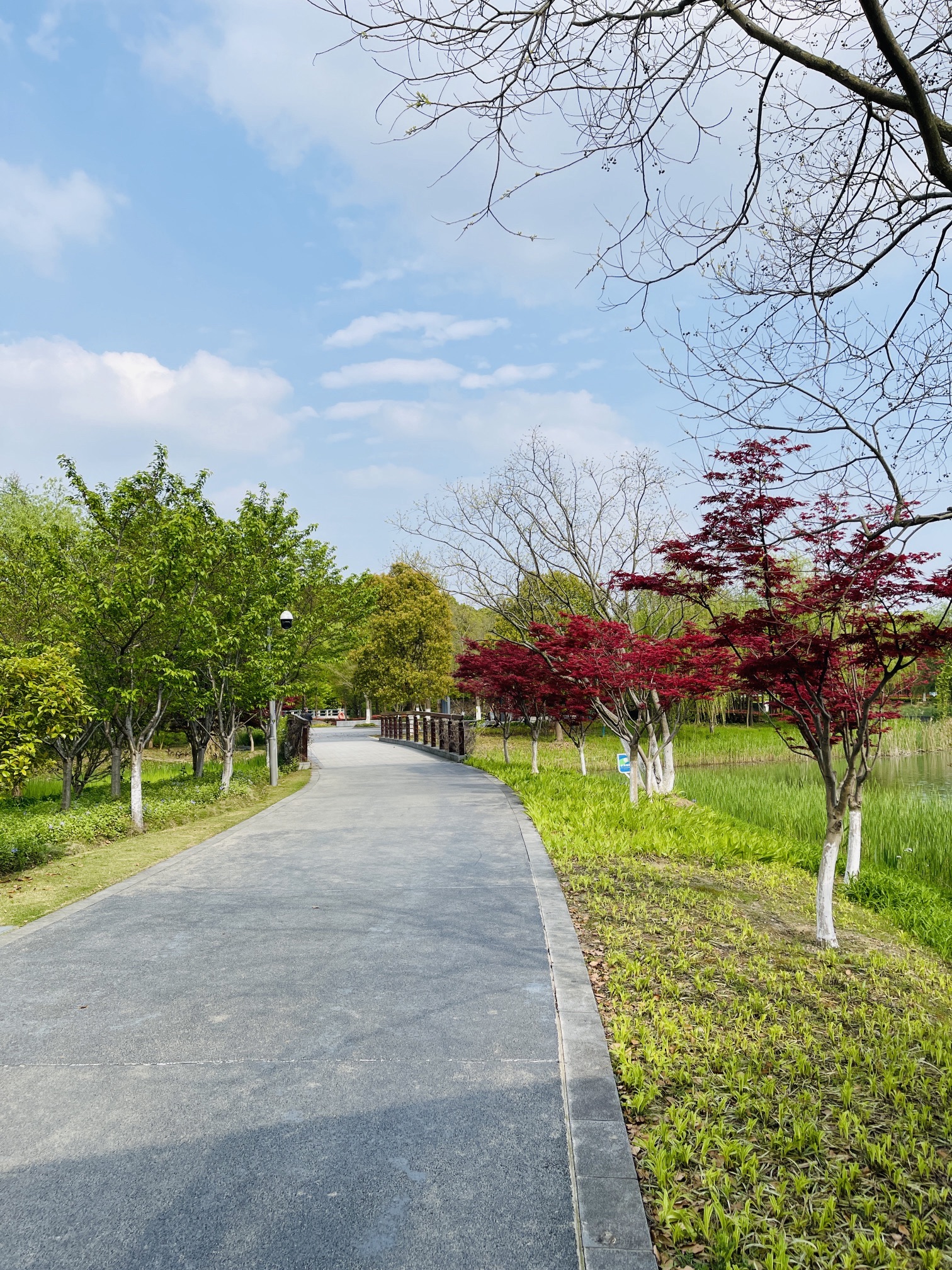 昆山市城市生态森林公园旅行图片 2