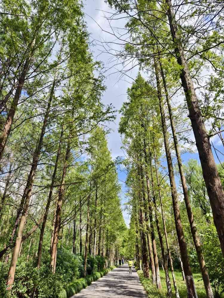 昆山市城市生态森林公园旅行图片 1