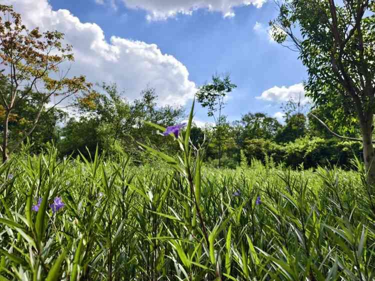 昆山市城市生态森林公园旅行图片 3