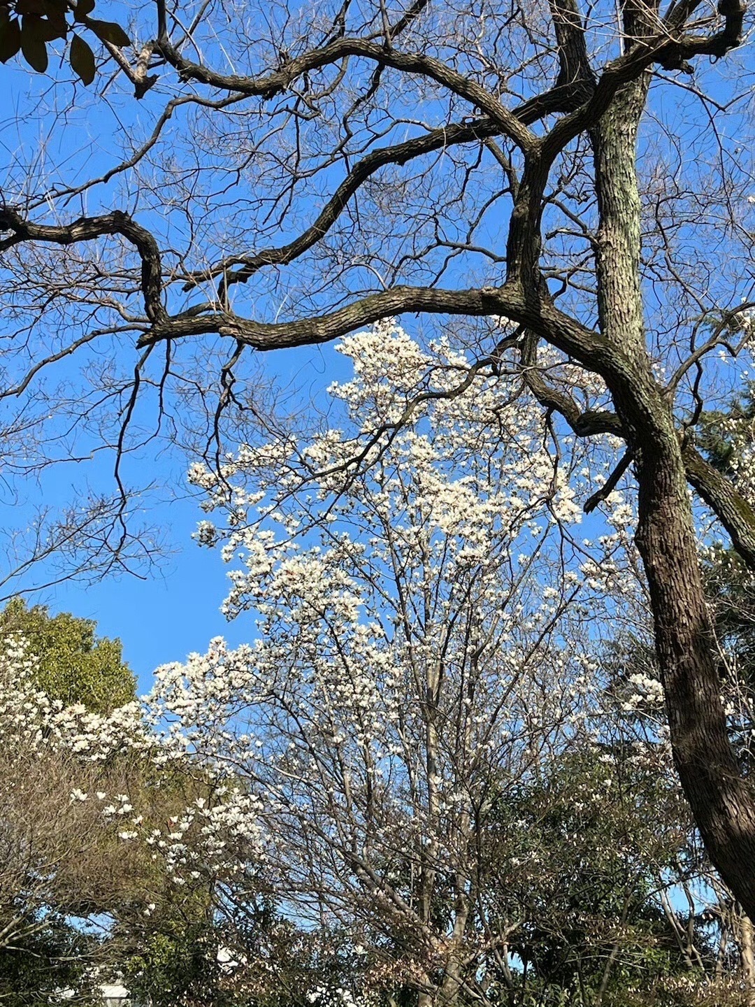 苏州公园旅行图片 3