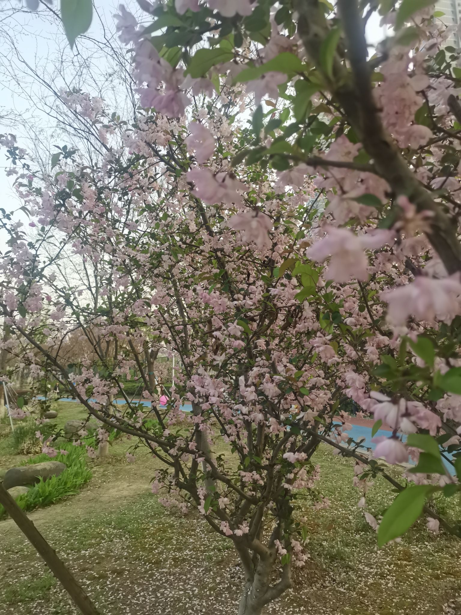 苏州市运河体育公园旅行图片 2