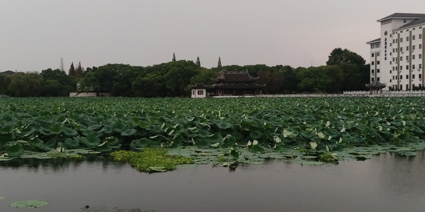 汾湖公园旅行图片 2