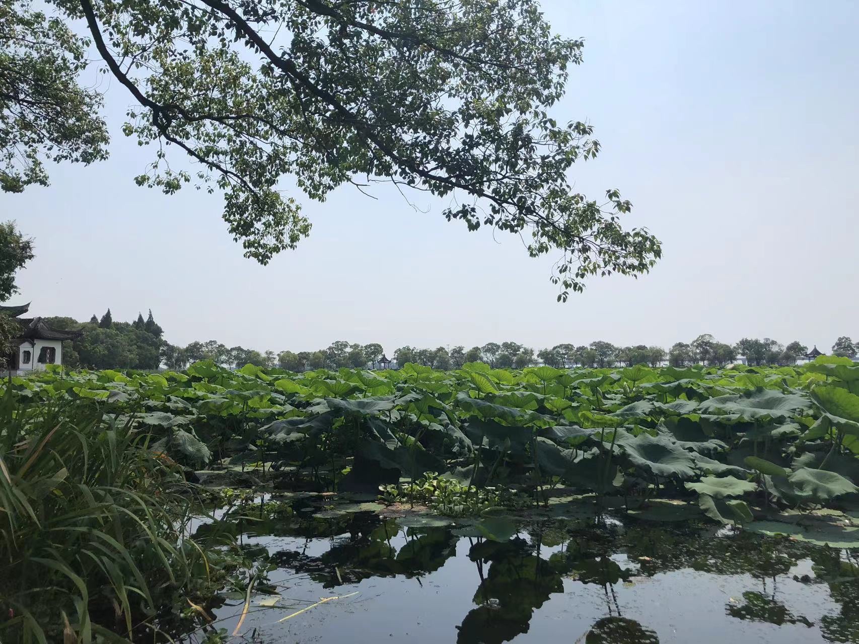 汾湖公园旅行图片 3