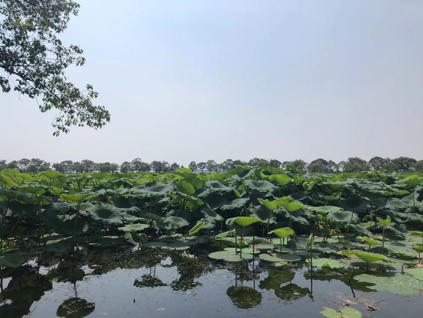 汾湖公园旅行图片 2