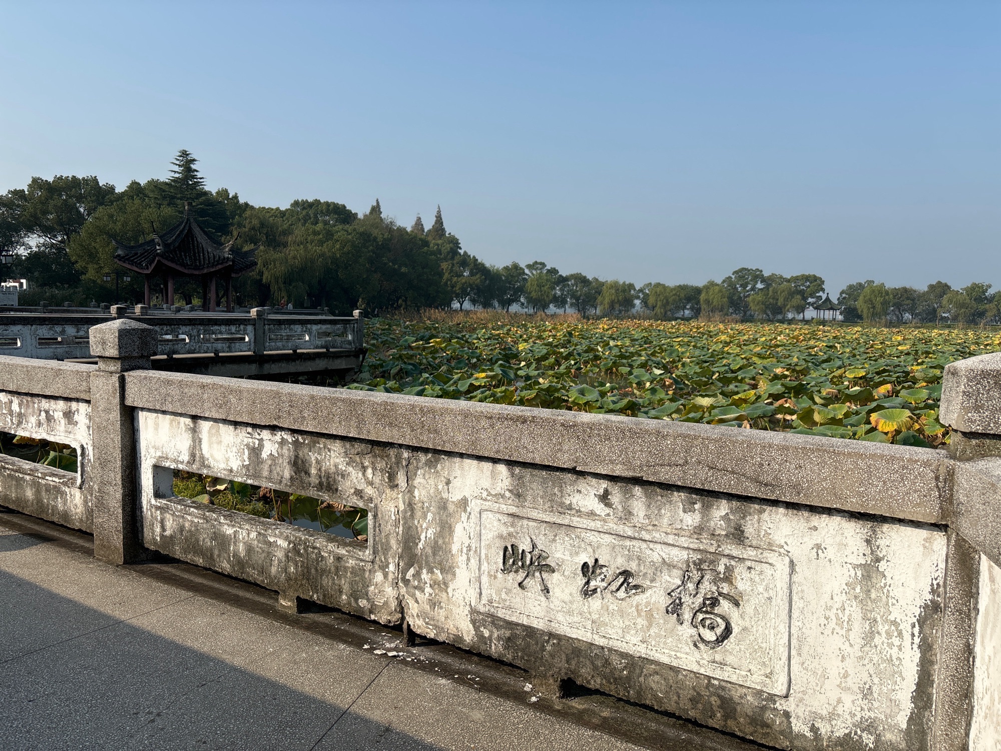 汾湖公园旅行图片 3