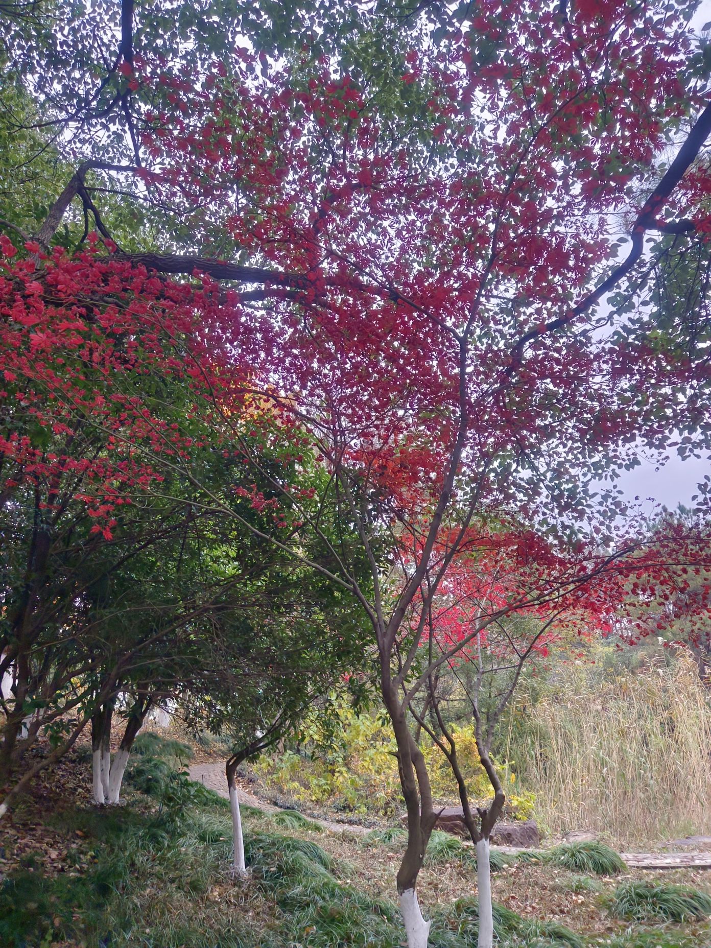 香山景区旅行图片 1
