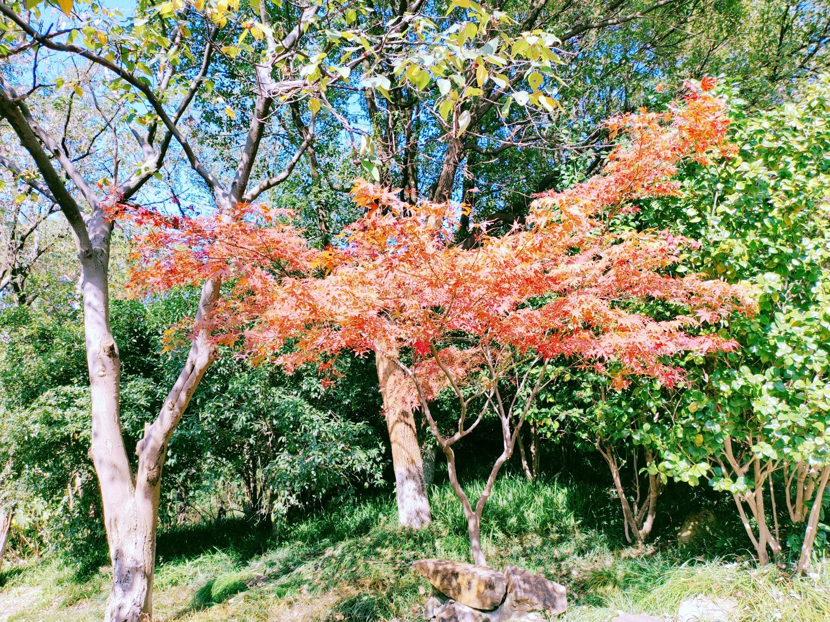 香山景区旅行图片 2