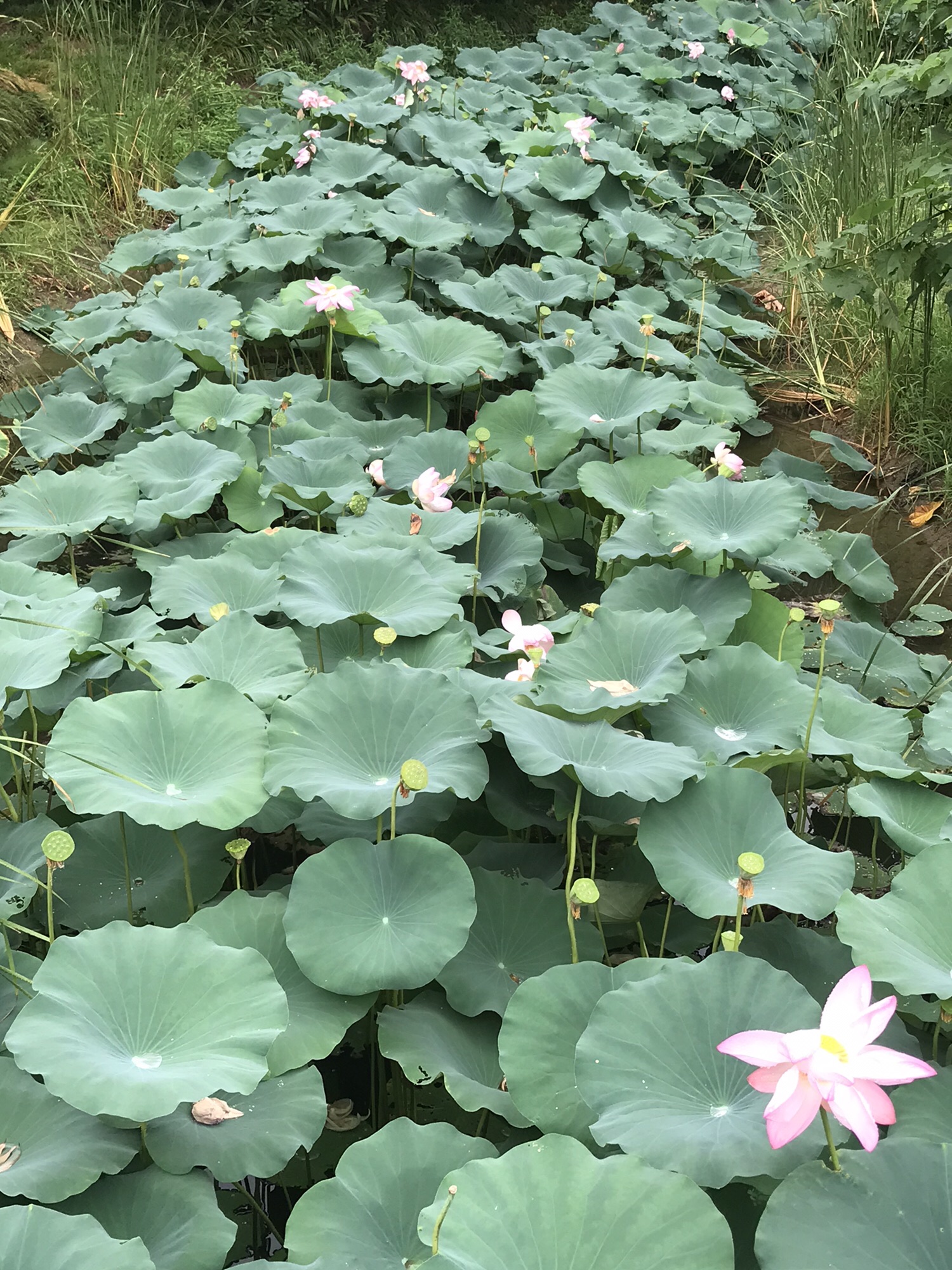 香溢园旅行图片 3