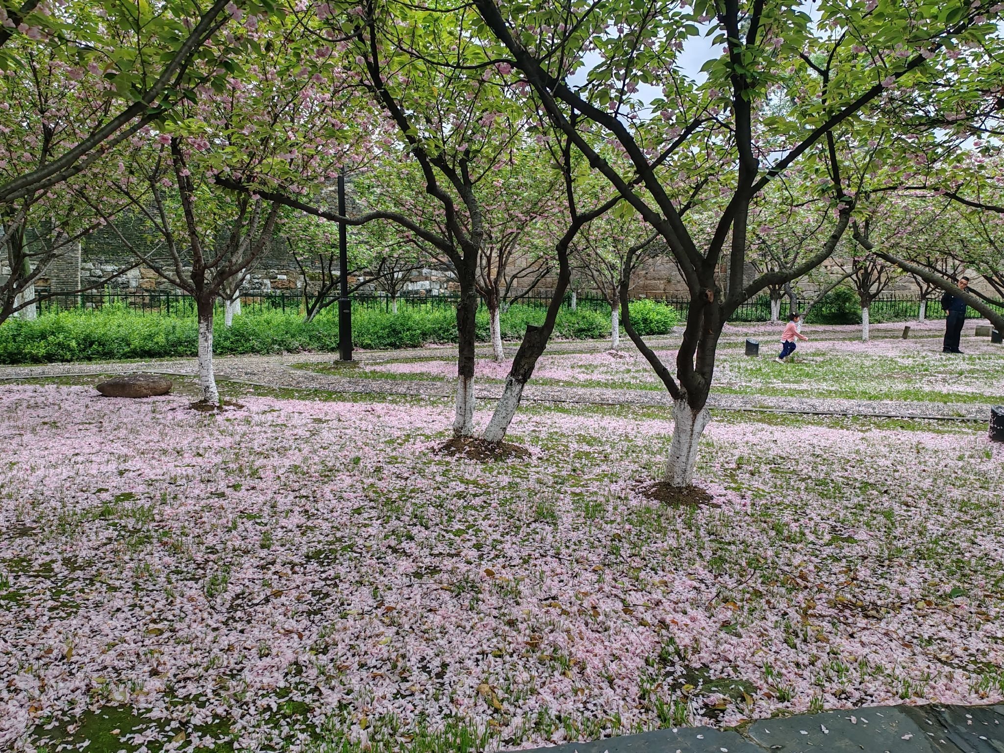 百花洲公园(百花洲)旅行图片 1