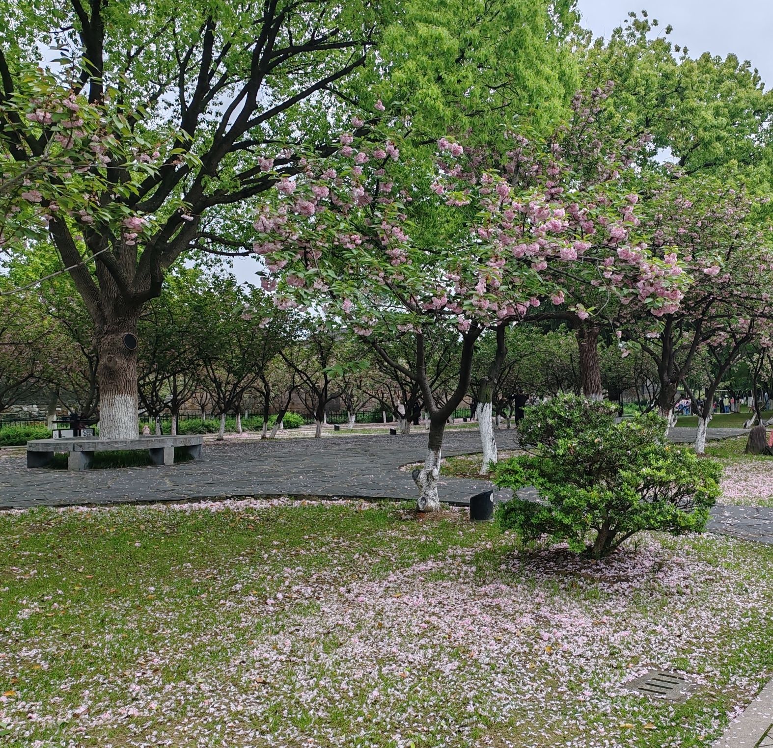 百花洲公园(百花洲)旅行图片 3