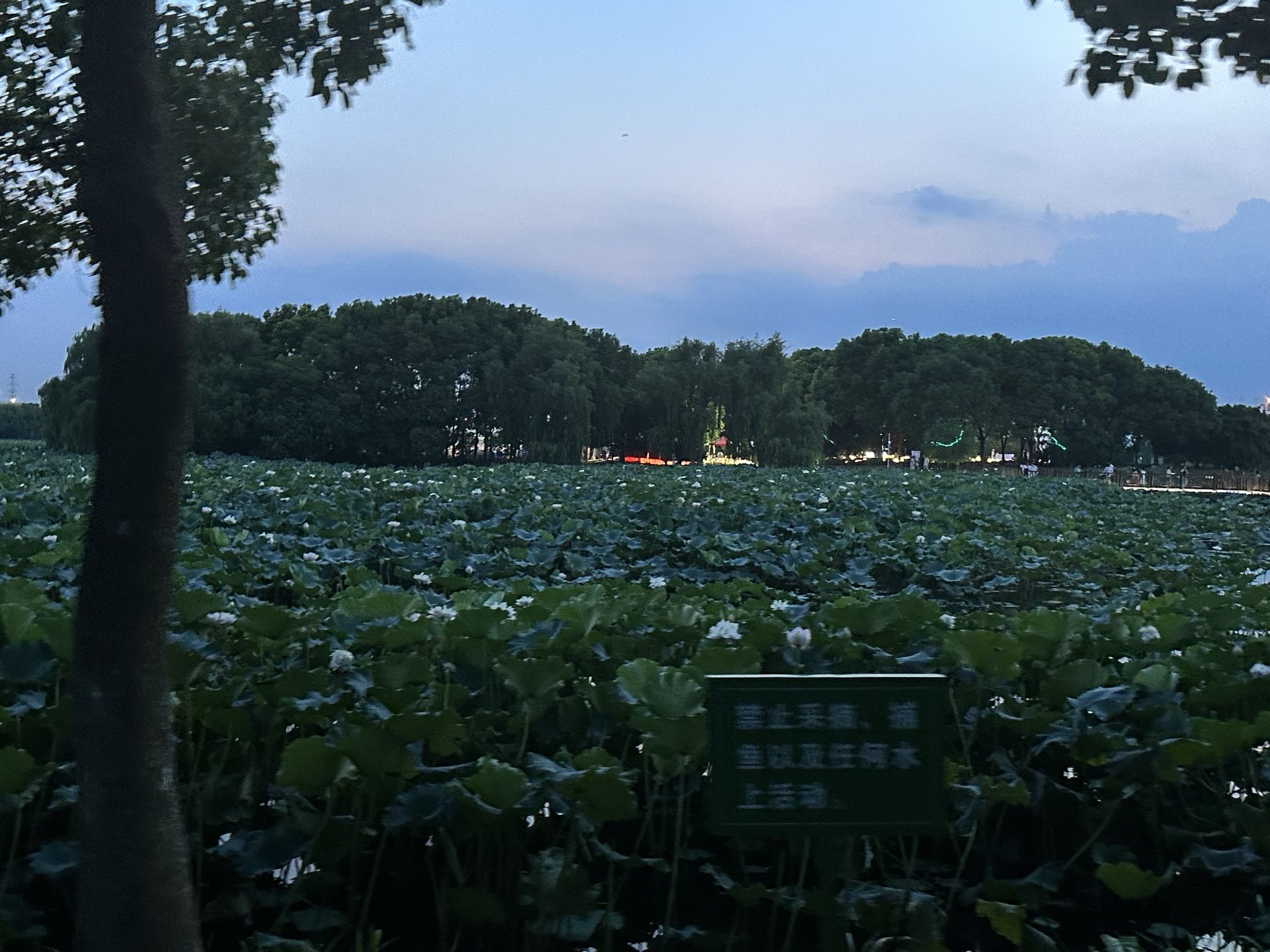 荷花公园旅行图片 1