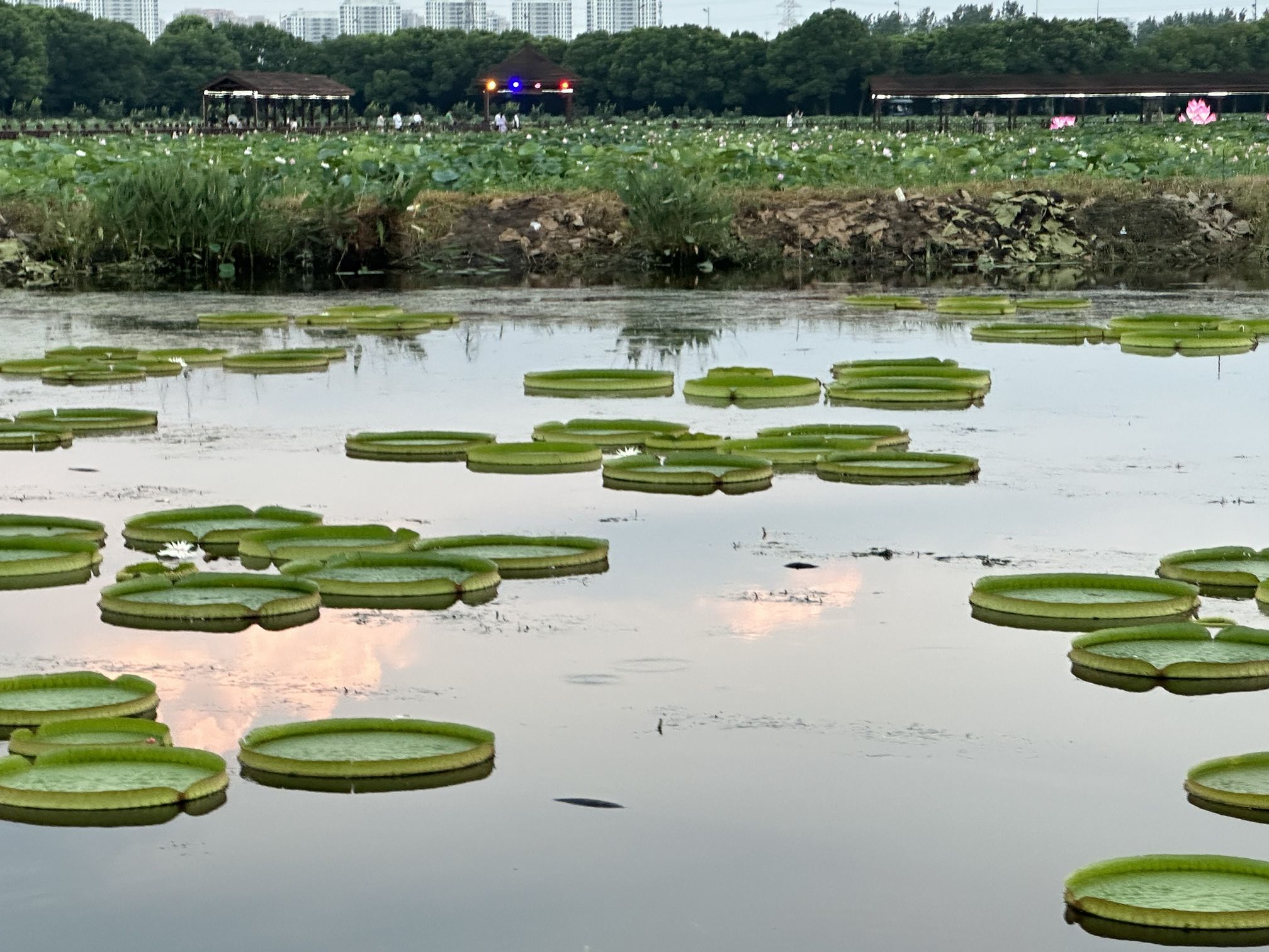 荷花公园旅行图片 3