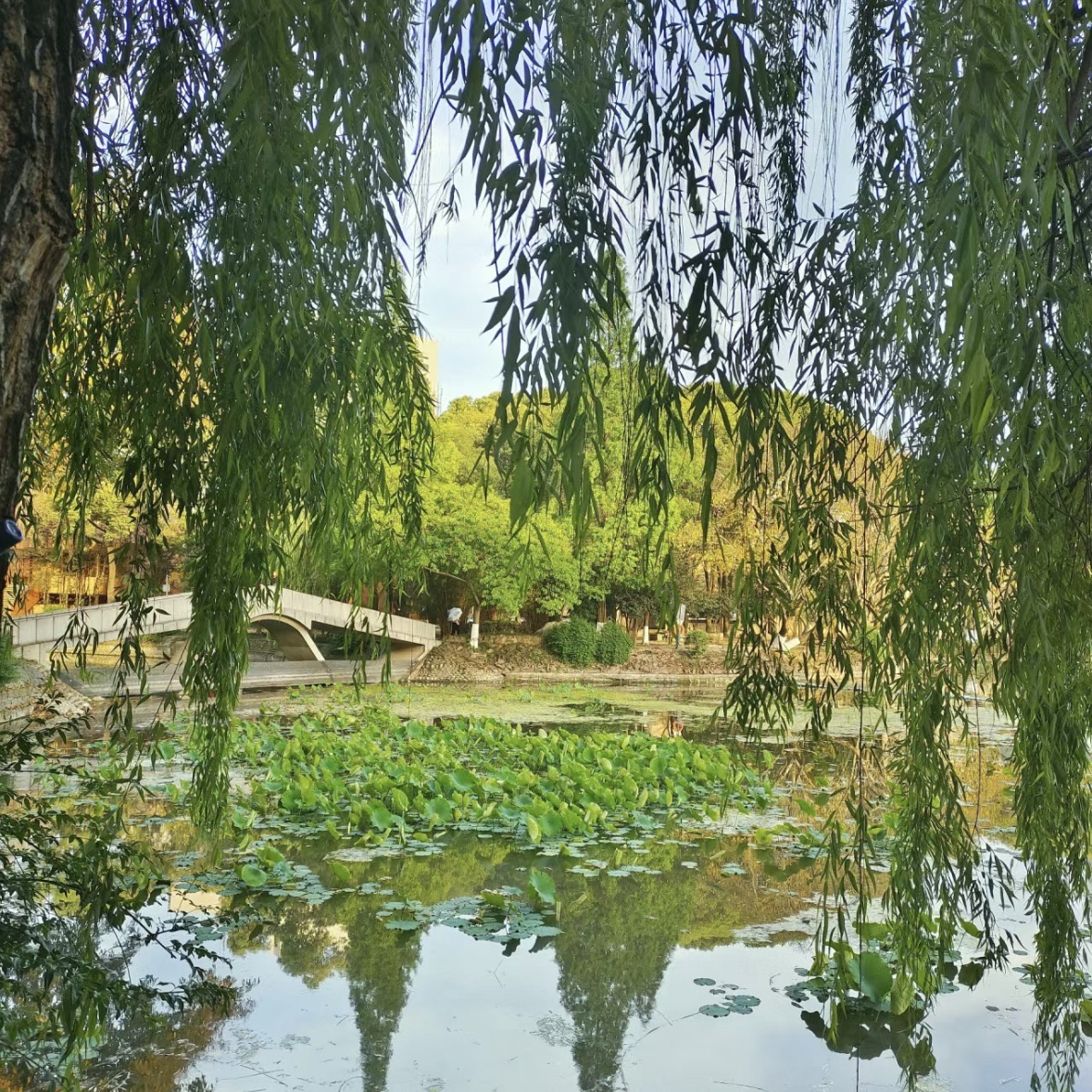 镜湖公园旅行图片 2