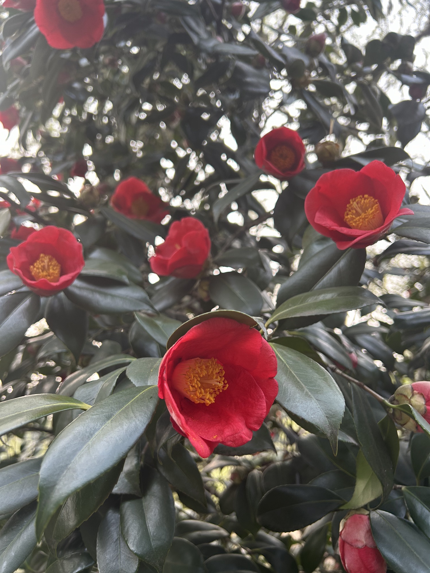 镜湖公园旅行图片 2