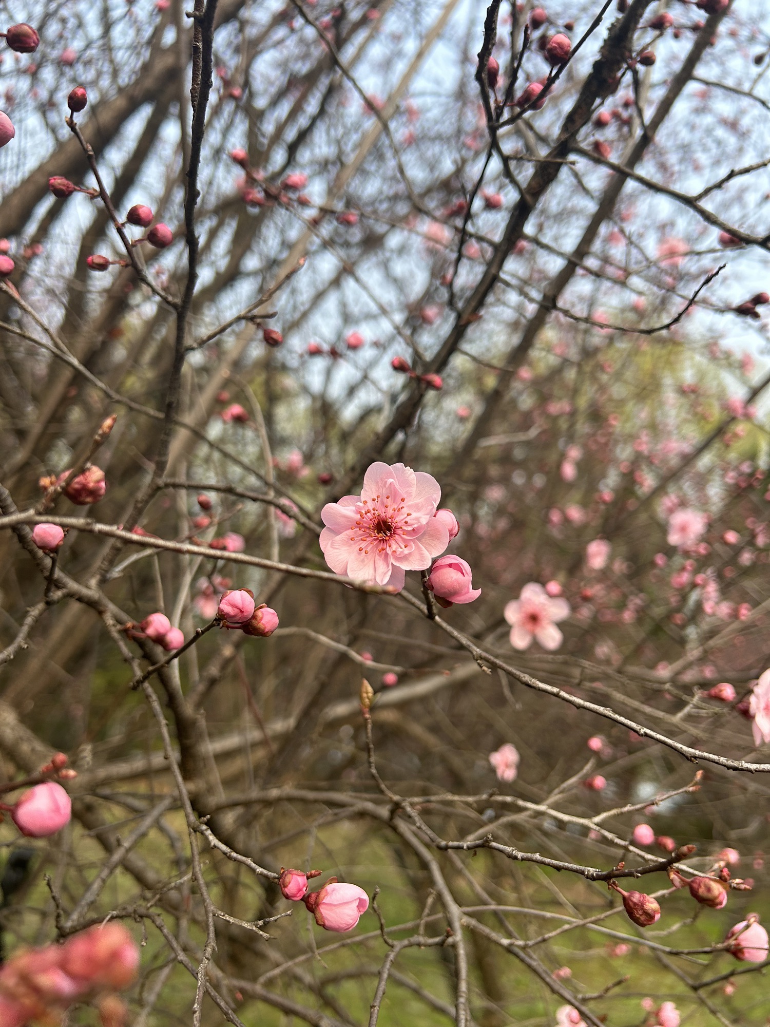 镜湖公园旅行图片 3