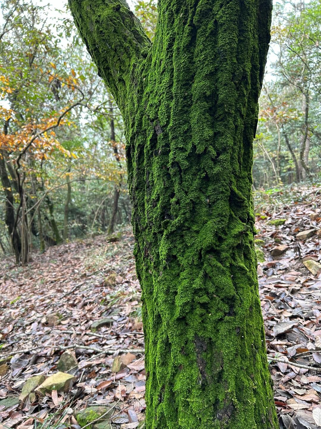 虞山国家森林公园旅行图片 1