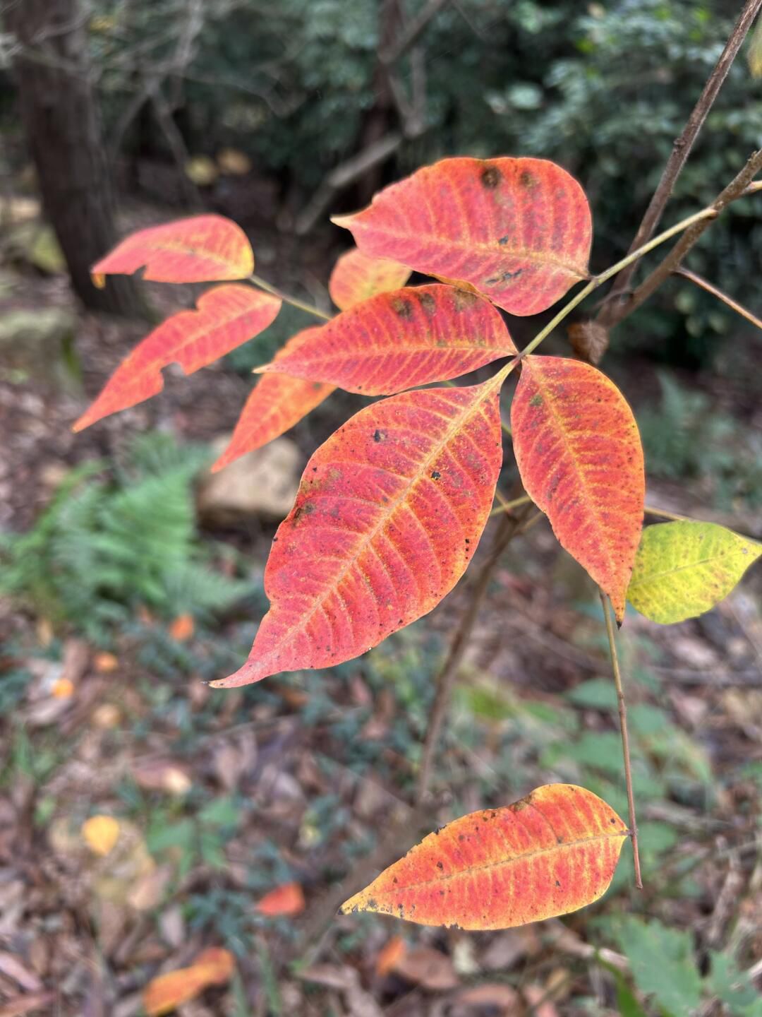 虞山国家森林公园旅行图片 2