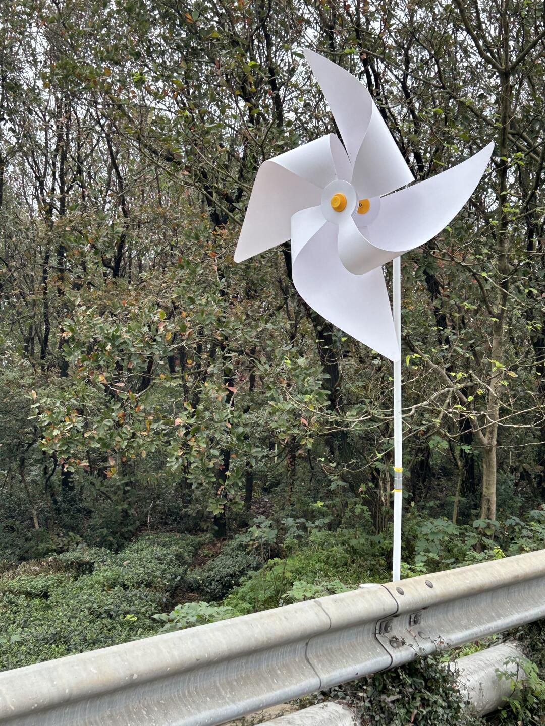 虞山国家森林公园旅行图片 3
