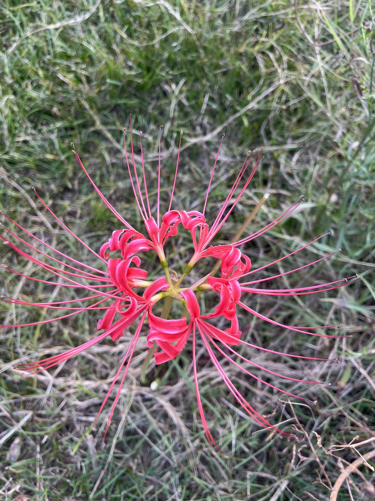 东沙湖生态公园旅行图片 1