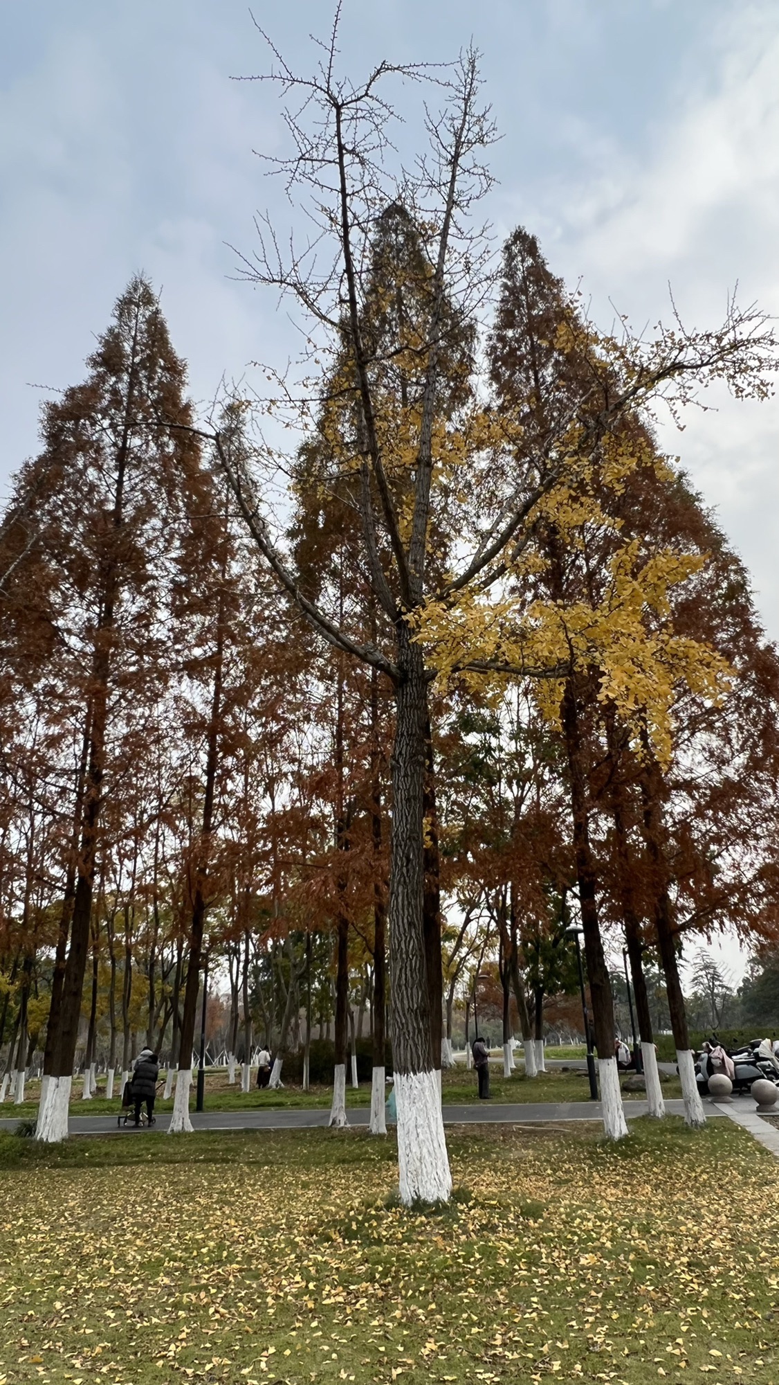 东沙湖生态公园旅行图片 1