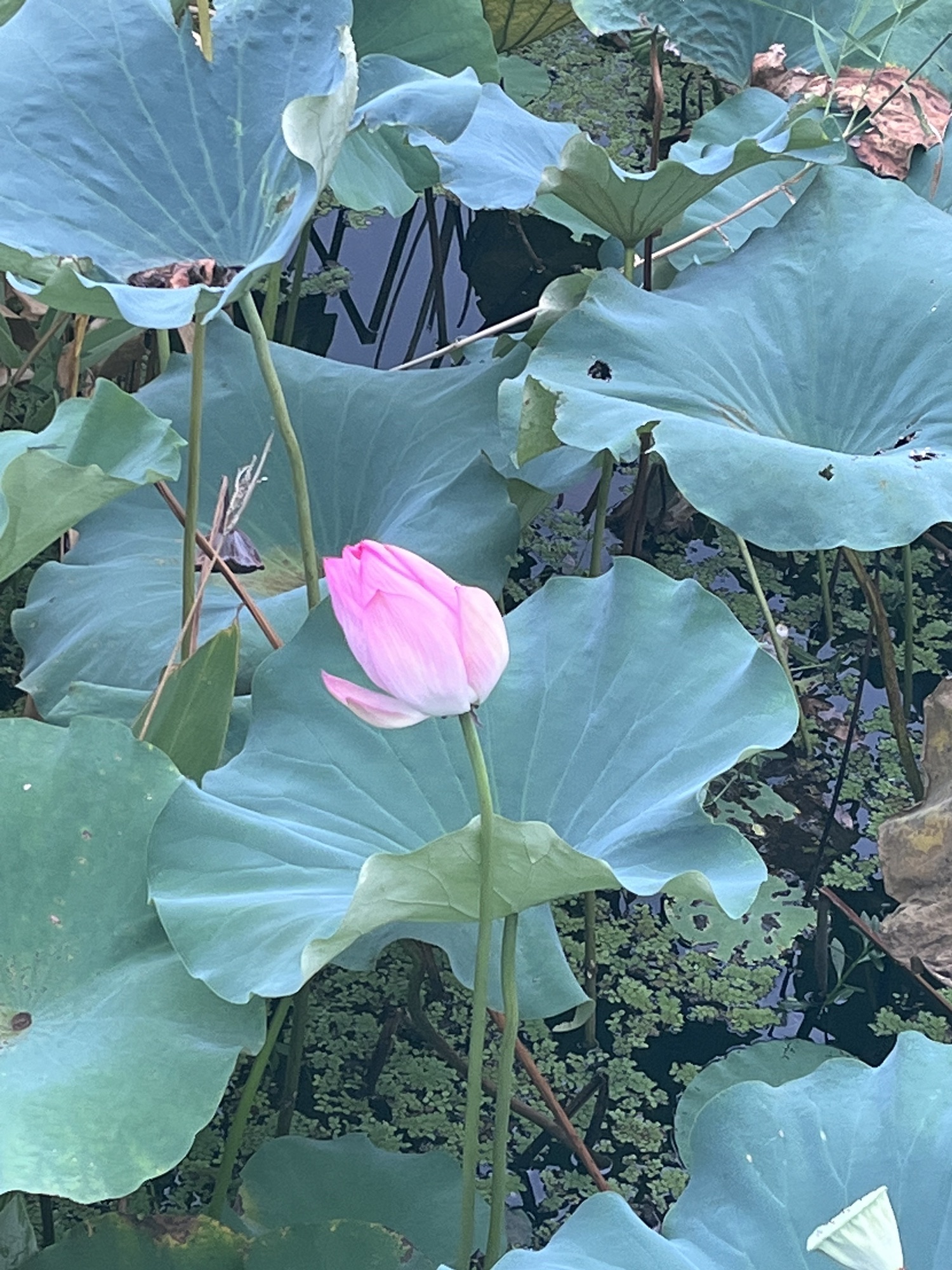 东沙湖生态公园旅行图片 3