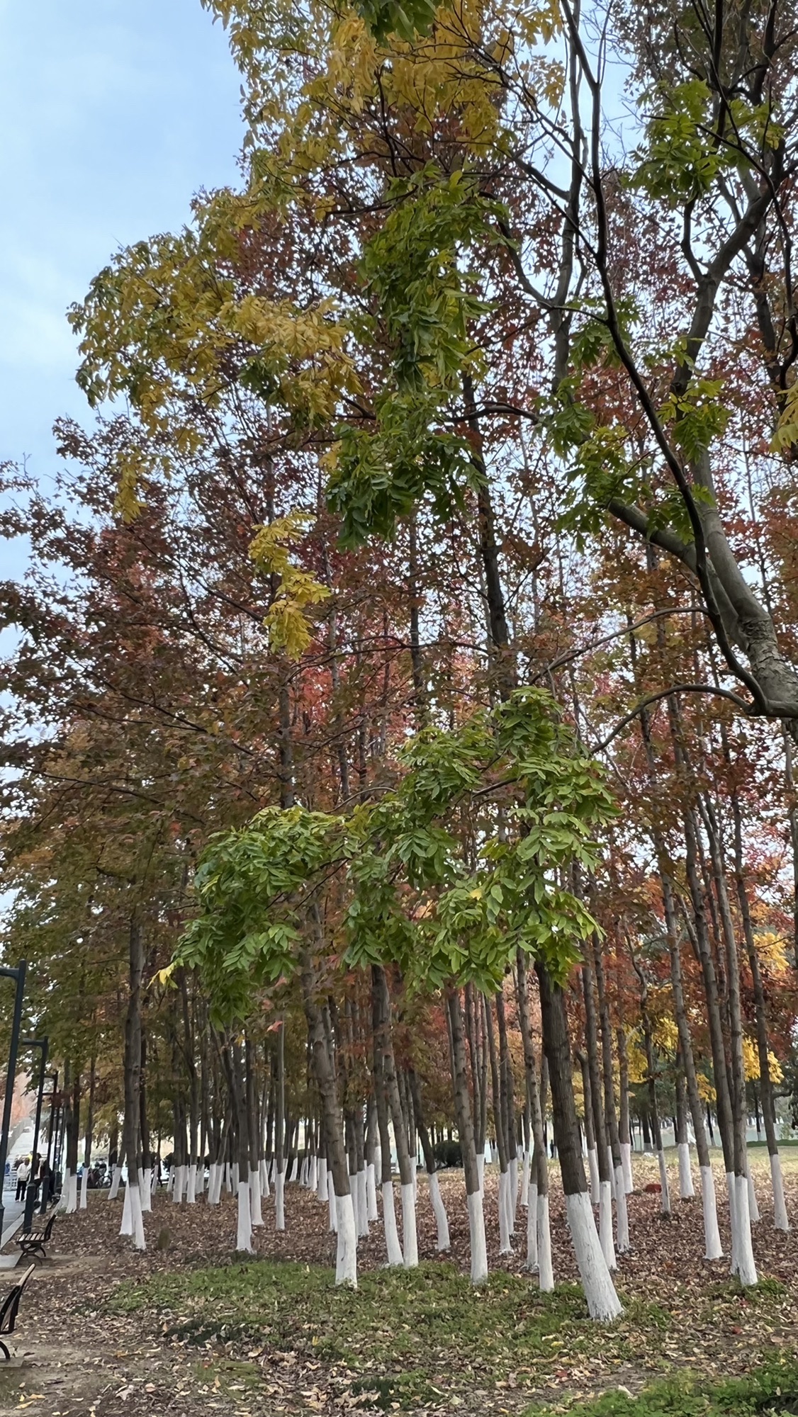 东沙湖生态公园旅行图片 2