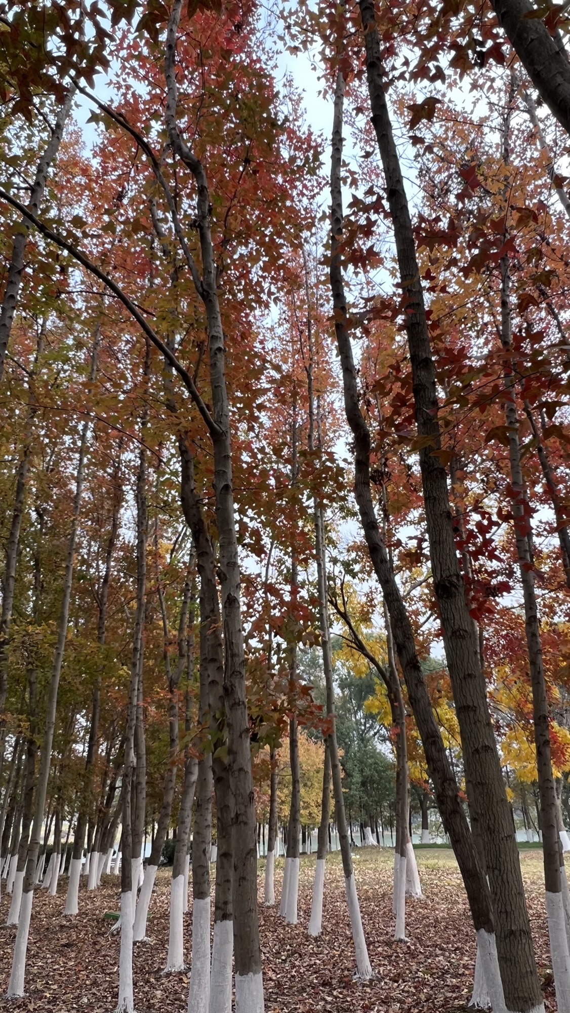 东沙湖生态公园旅行图片 3